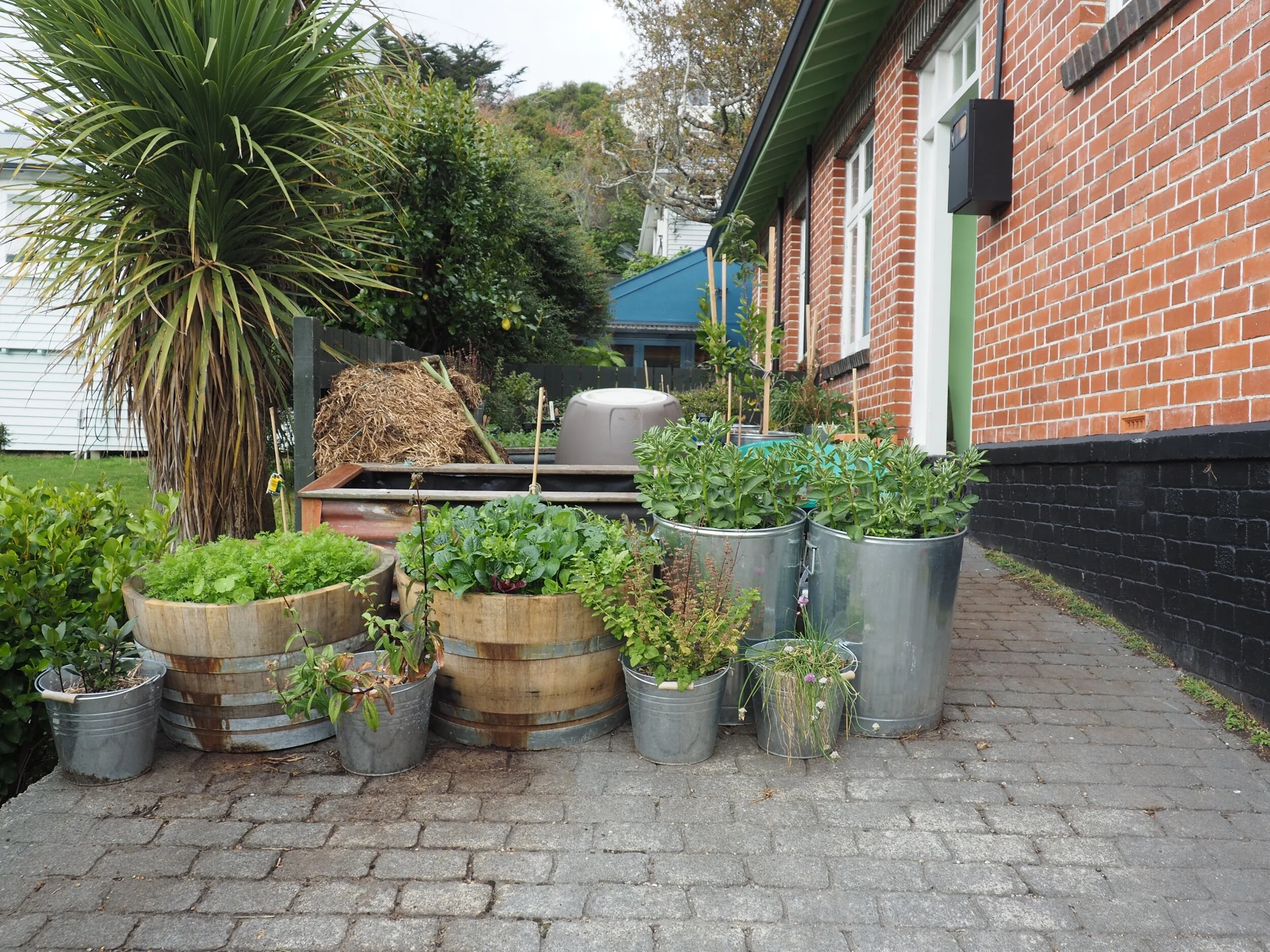 The driveway fruit and veggie container garden.