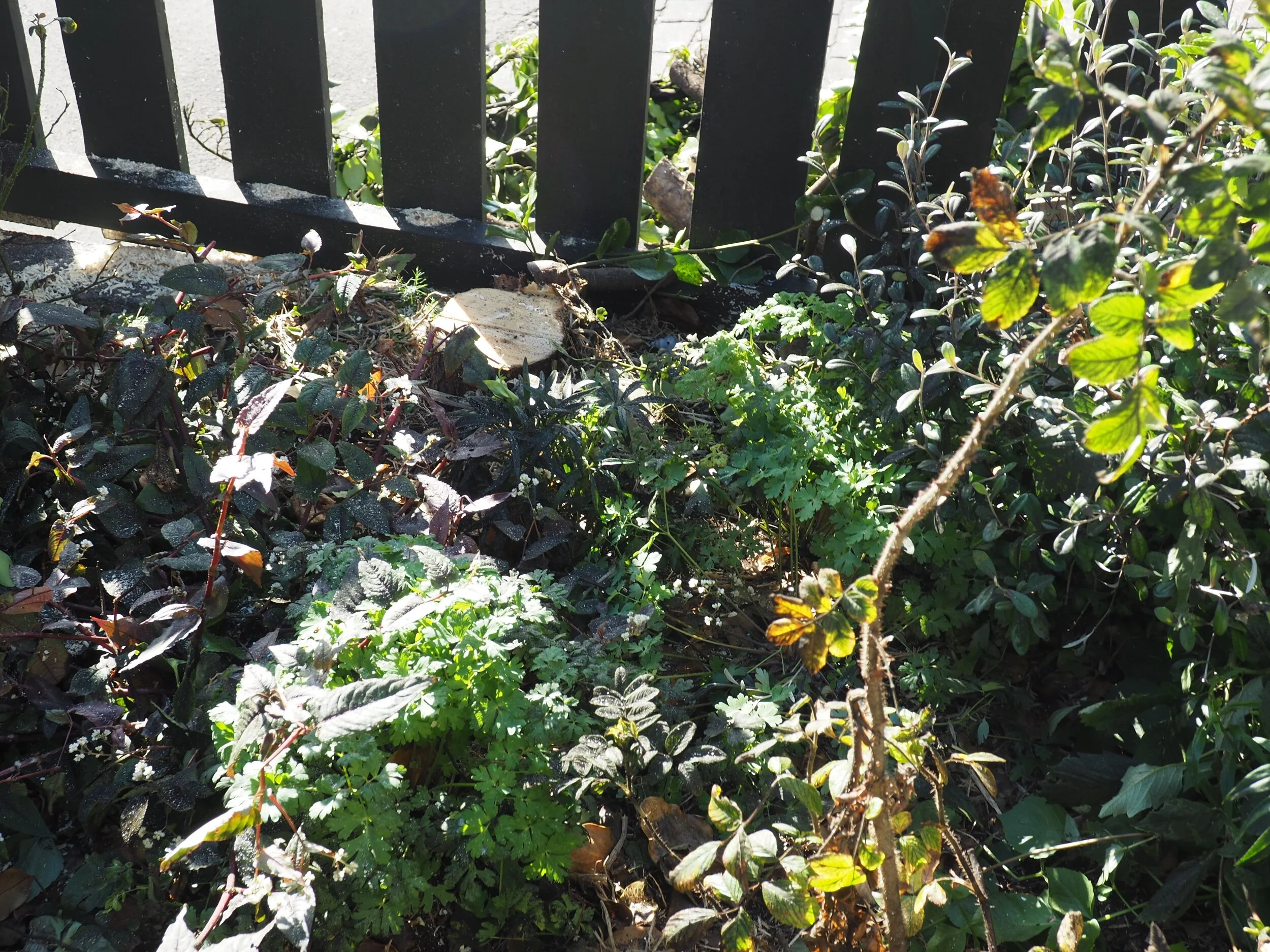 The griselinia stump.