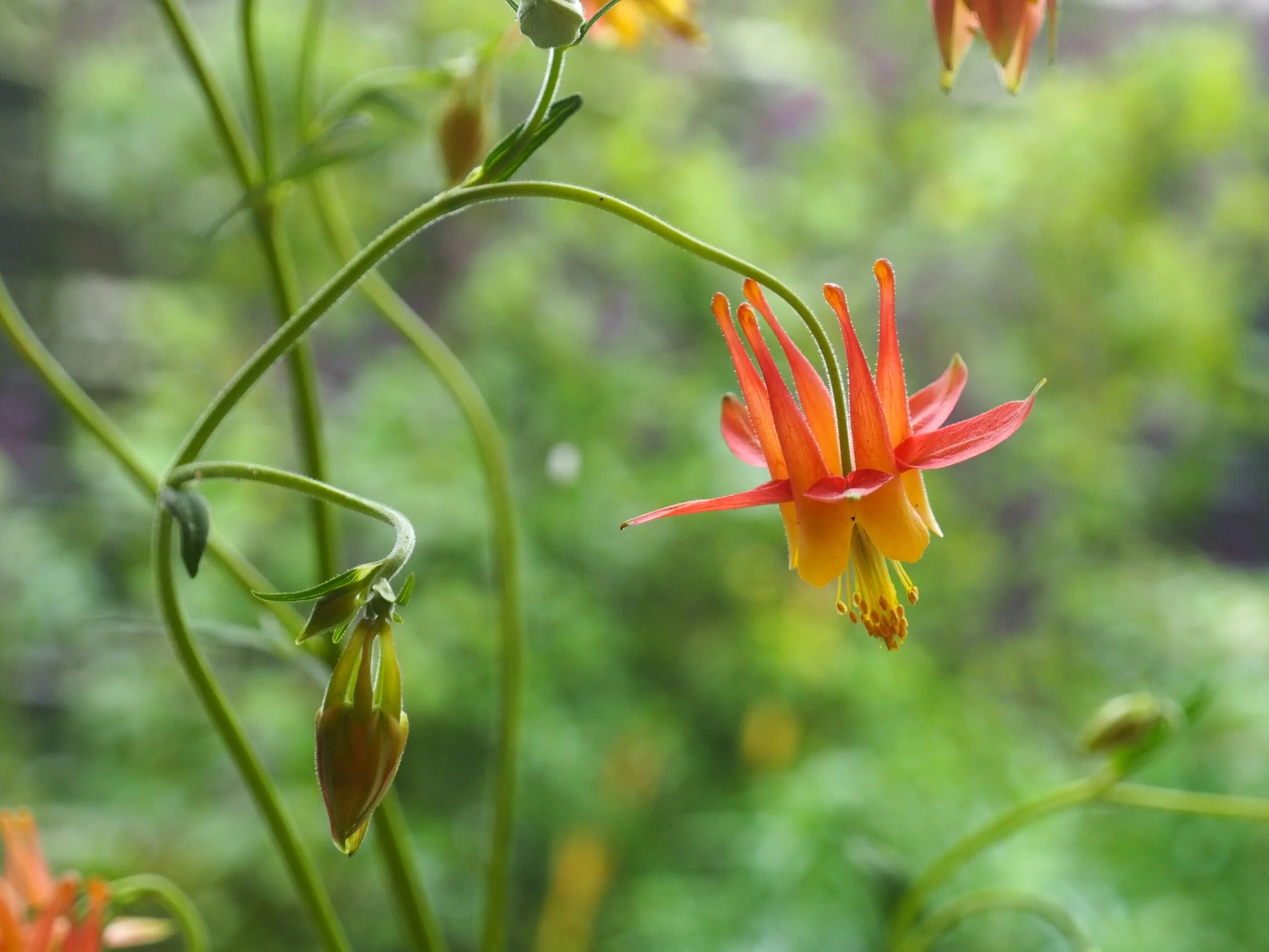 Aquilegia ‘Tequila Sunrise’.
