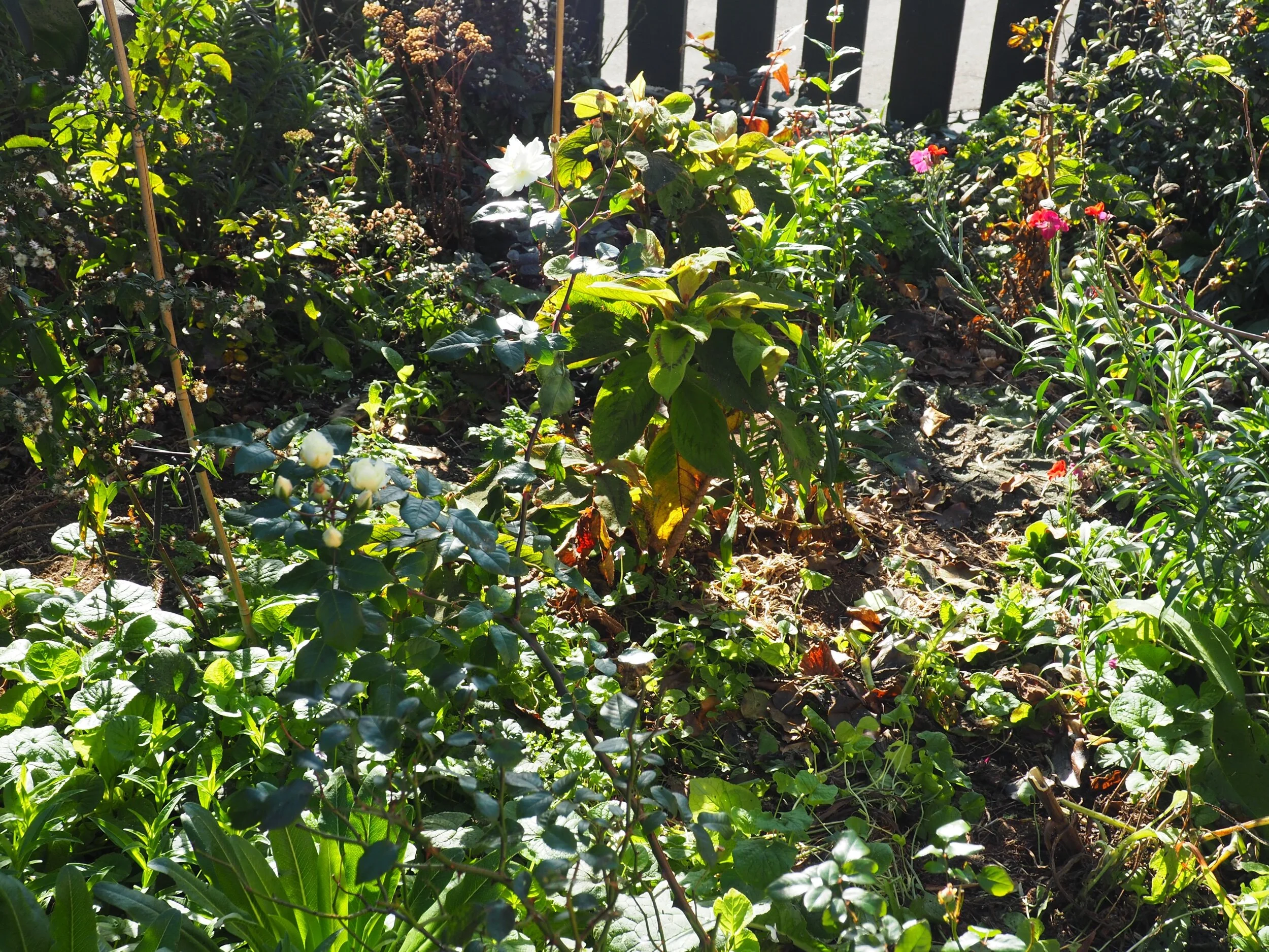 The front garden after the removal of the griselina tree. You can see the rose Moonshine at the top and middle of the photo.