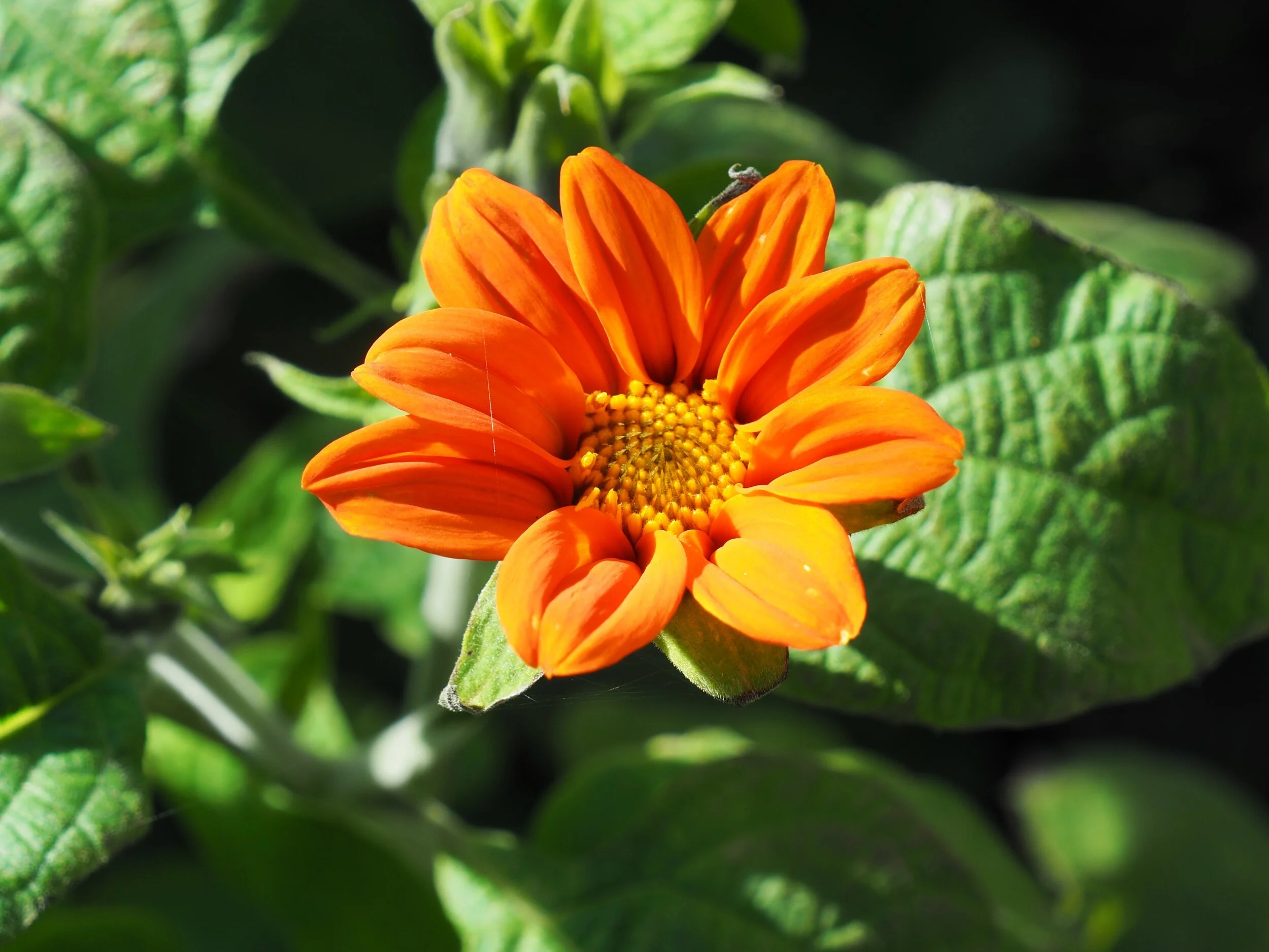 Tithonia.