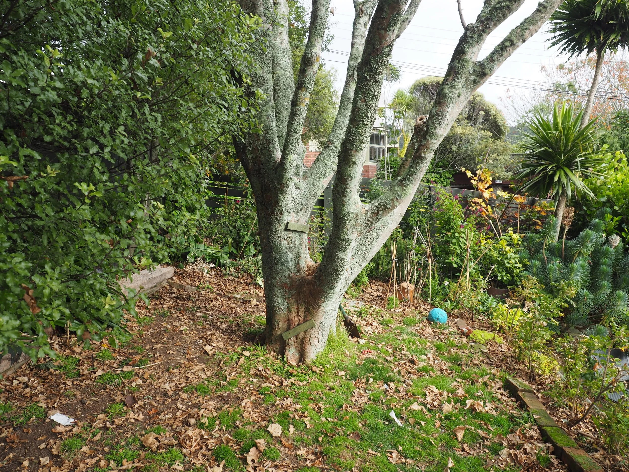 The orchard rose garden.