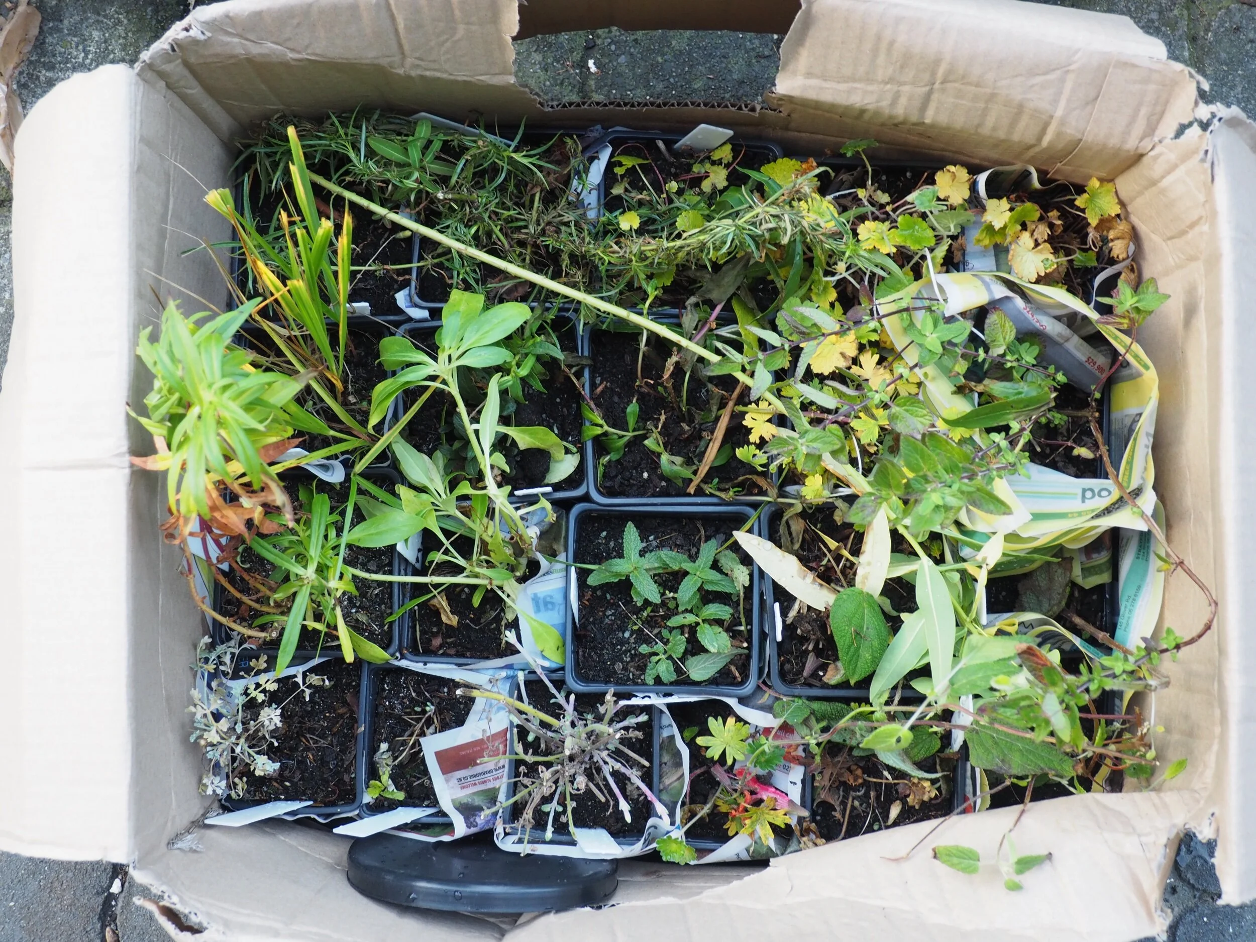 A box from Marshwood Gardens.