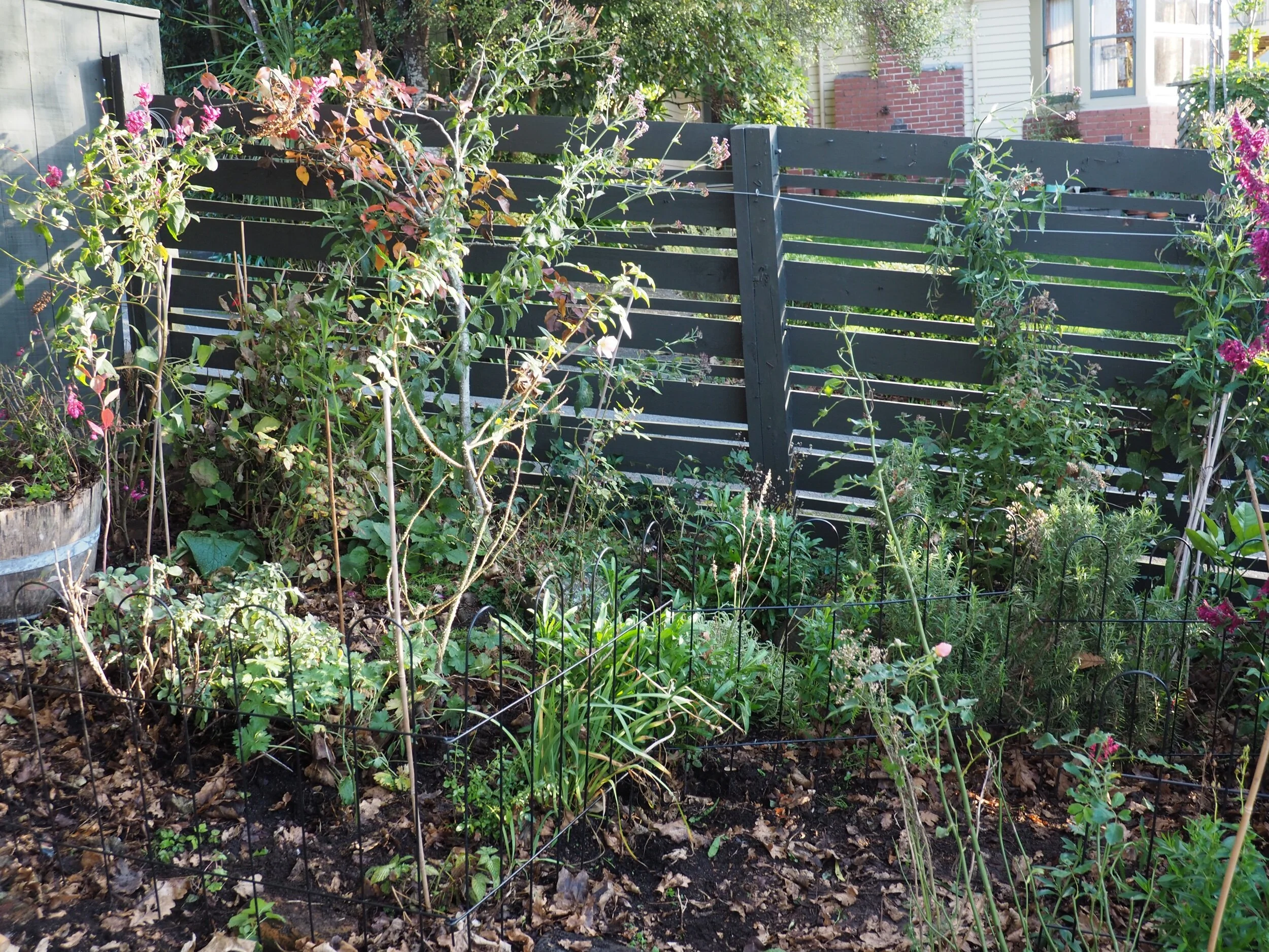 The leaning pear tree.