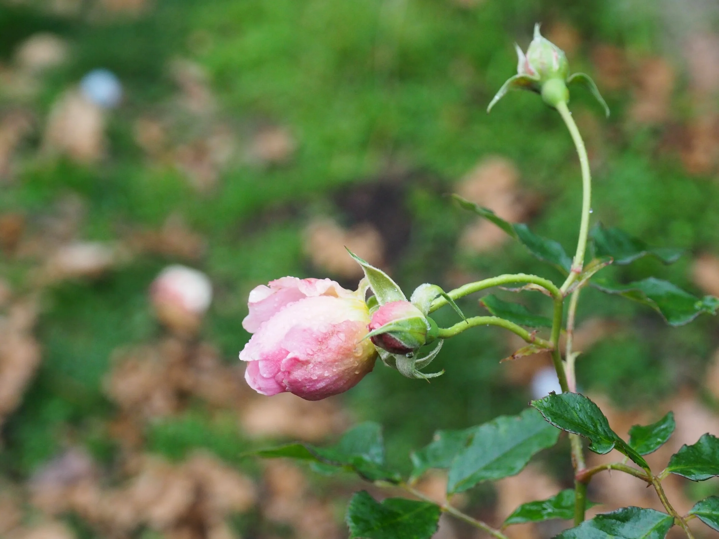 Hybrid Musk ‘Felicia’.