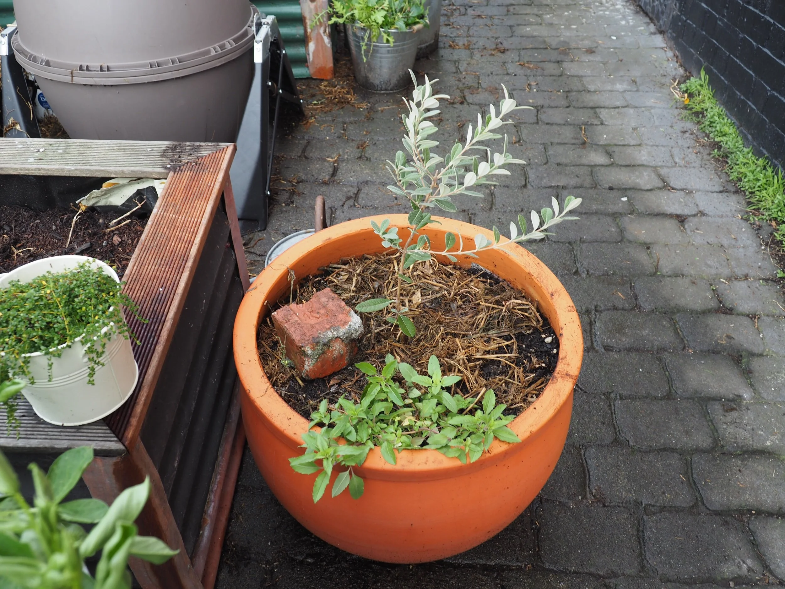 A dwarf feijoa called ‘Bambina’.