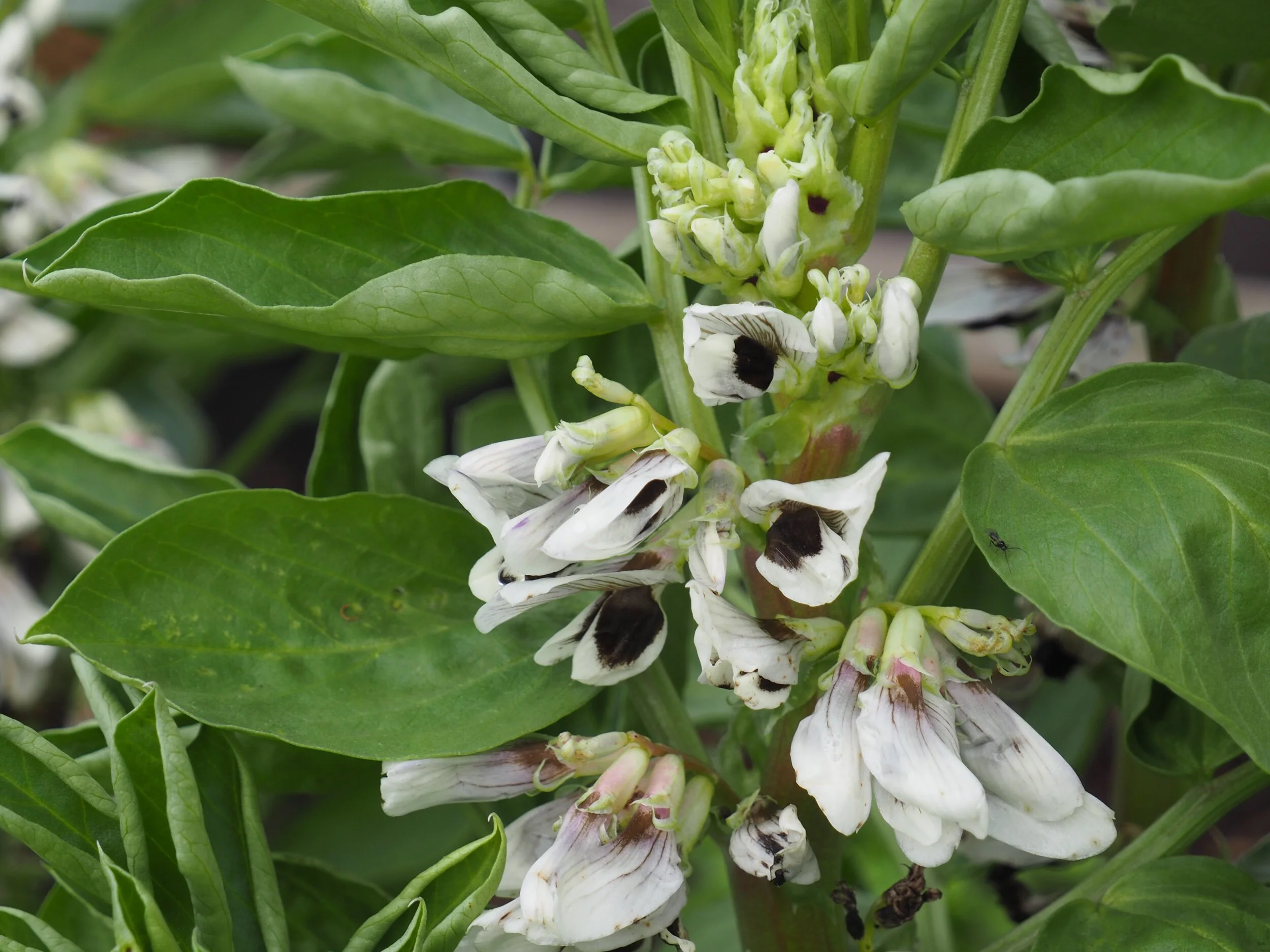 Broad beans.