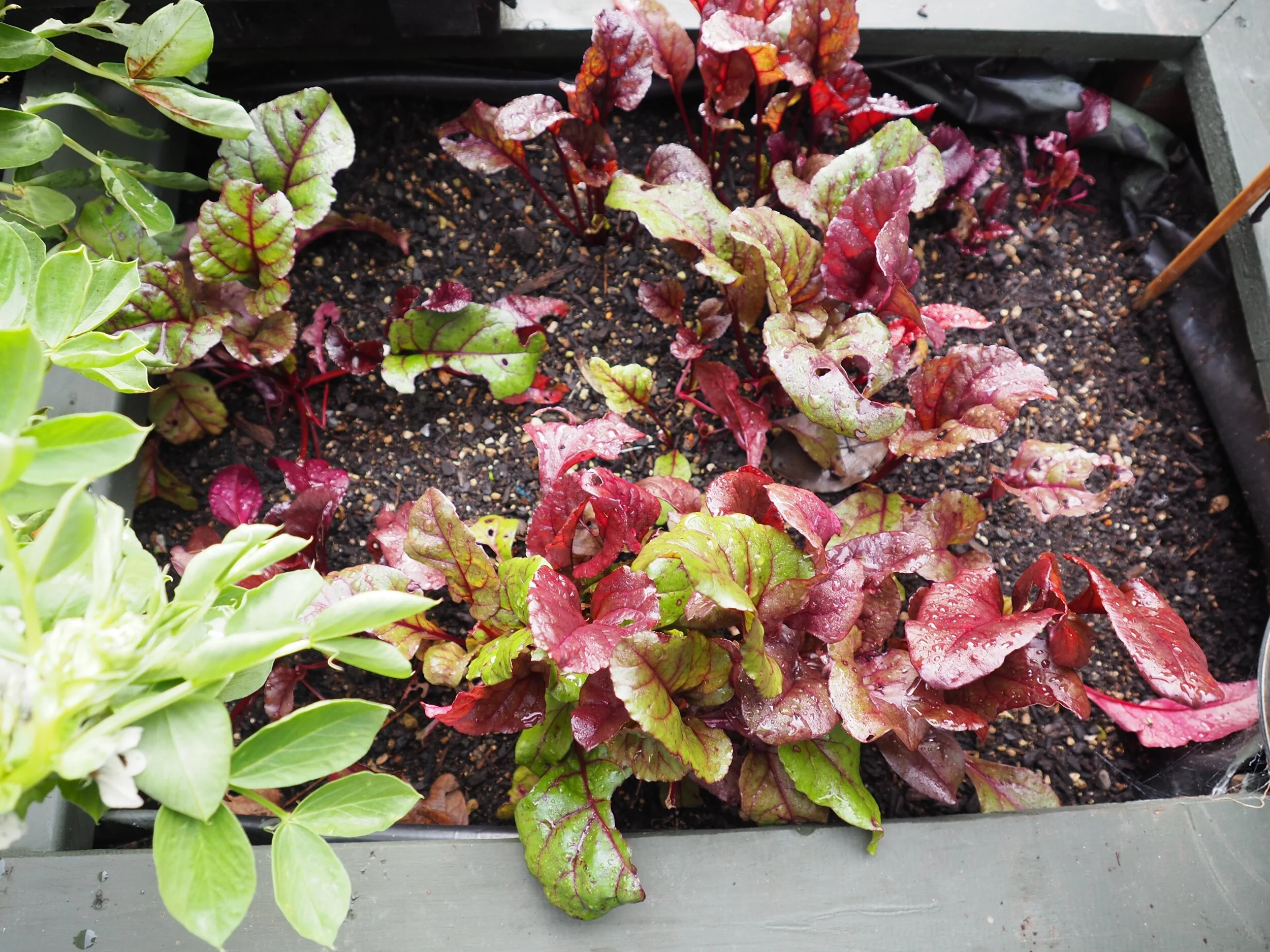 Beetroot.