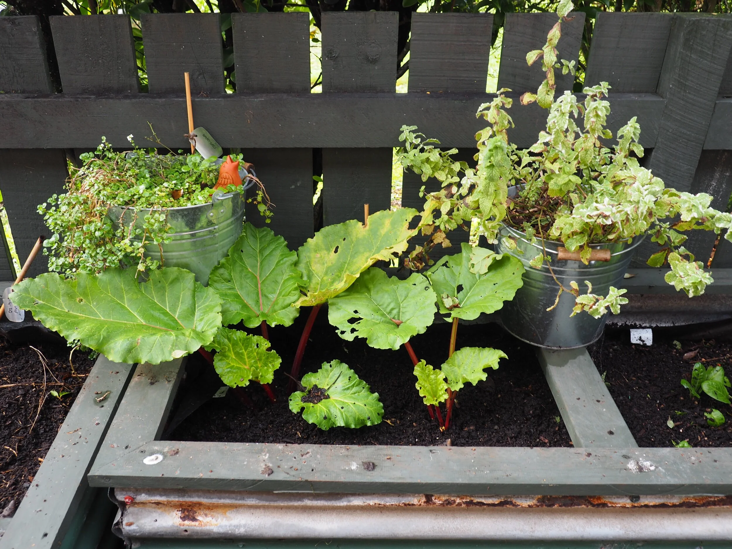 A dwarf rhubarb called ‘Cardinal Crunch’.