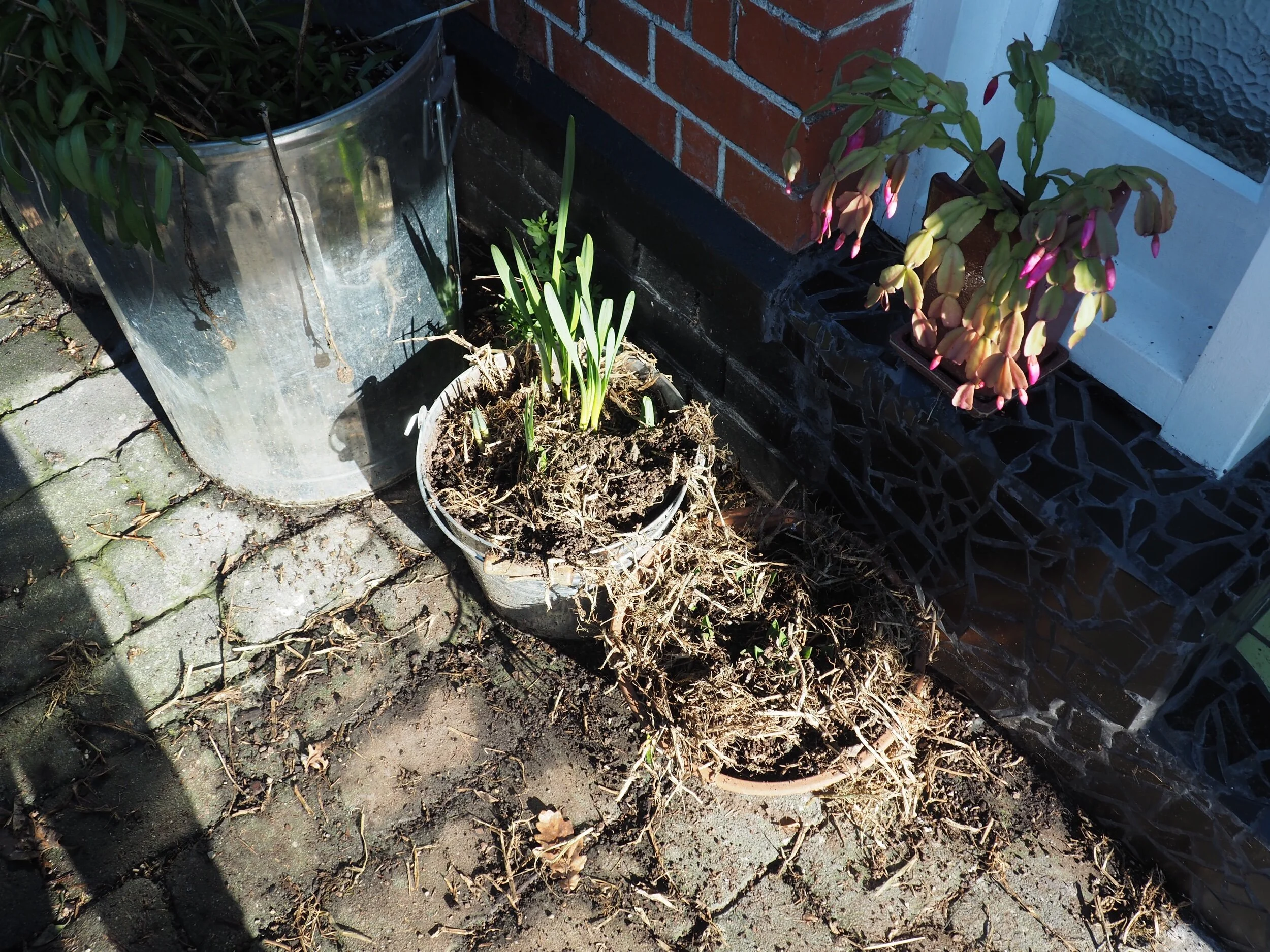Two pots of spring bulbs getting dug up by the birds.