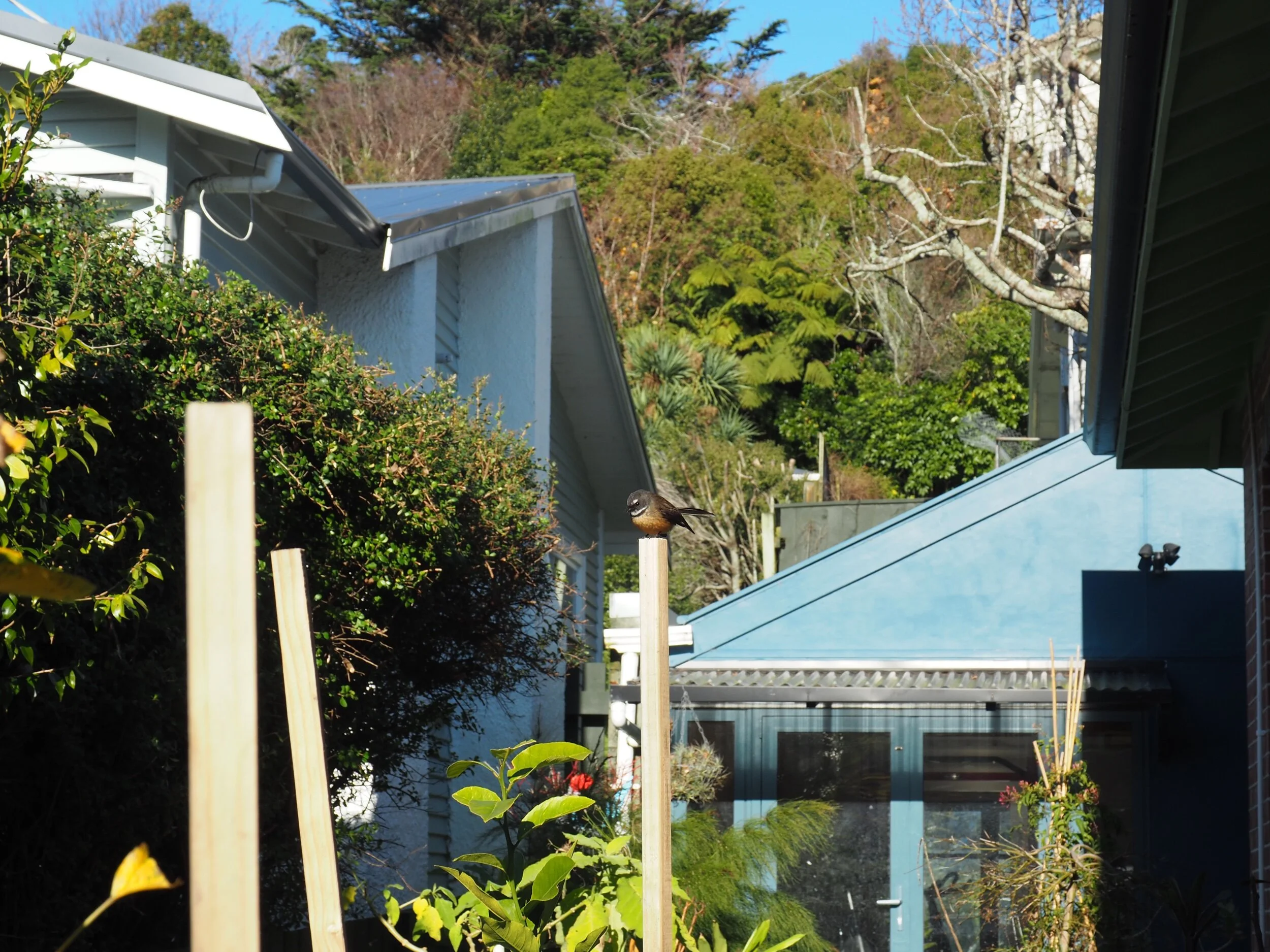 One of the many birds who make a mess of my garden - this particular one is a fantail.