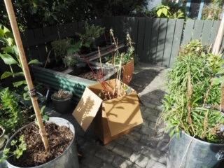 Four Shrubs