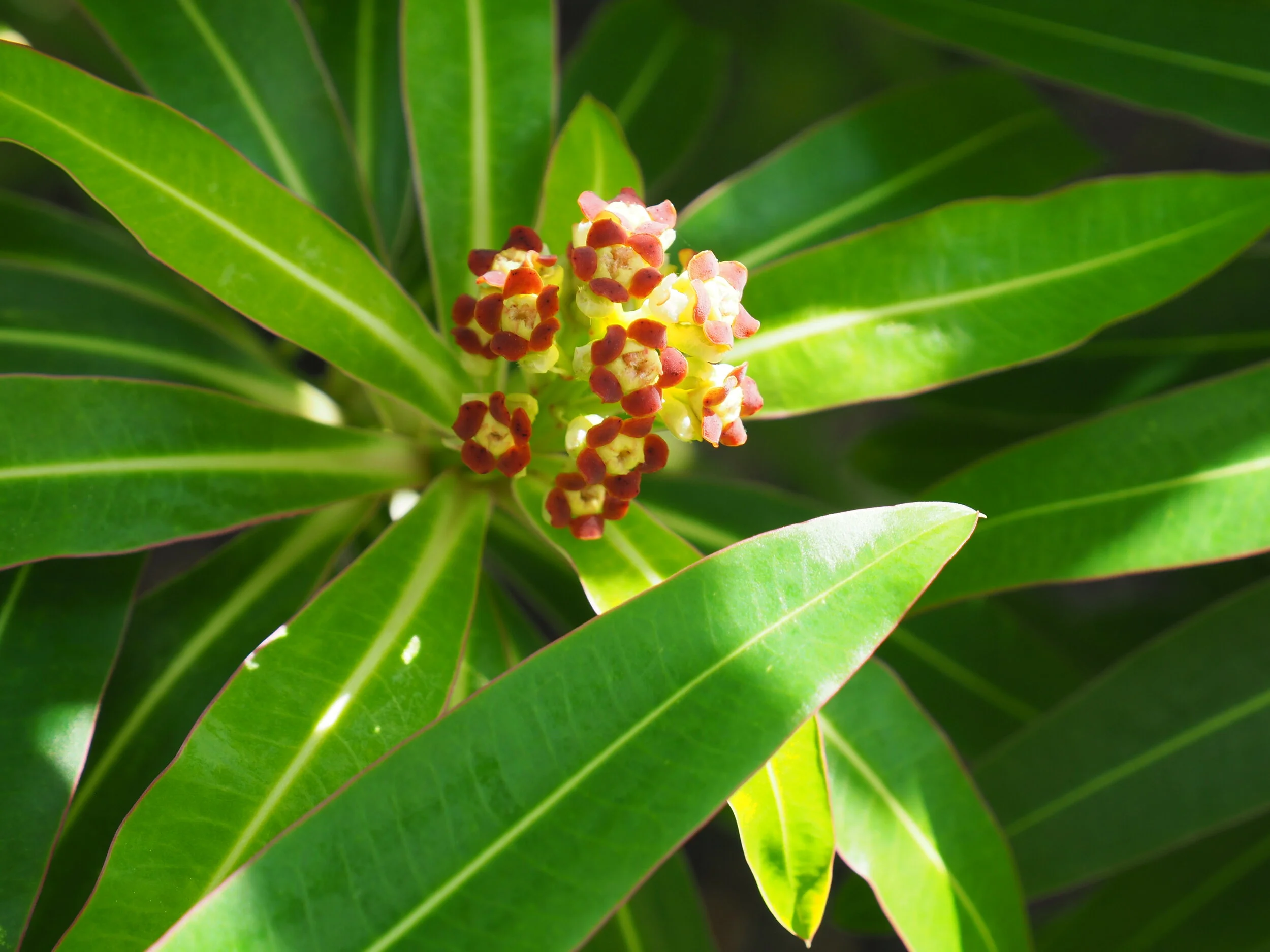 Spring In A Parallel World