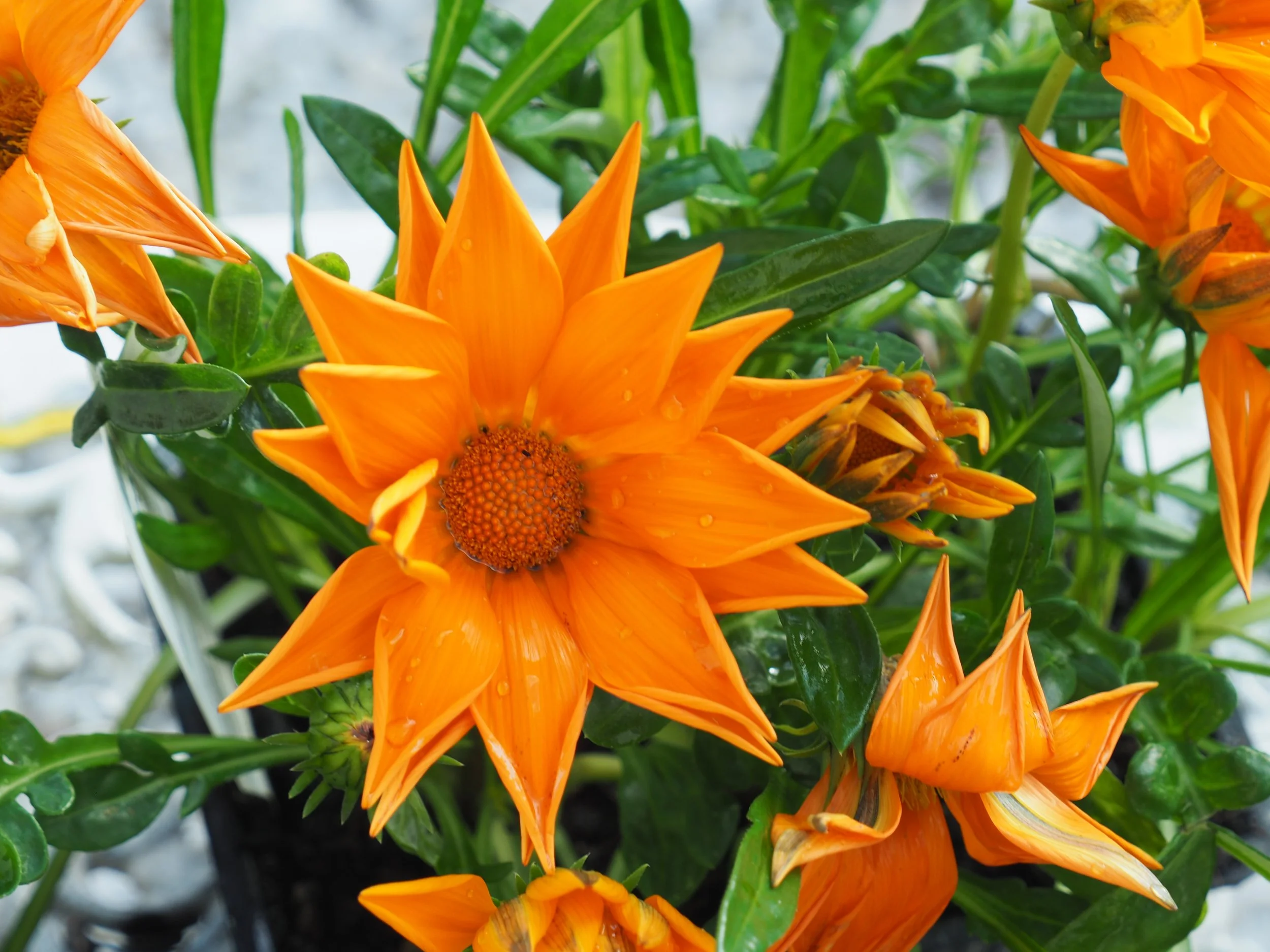 Barbara, Derek and Phoebe