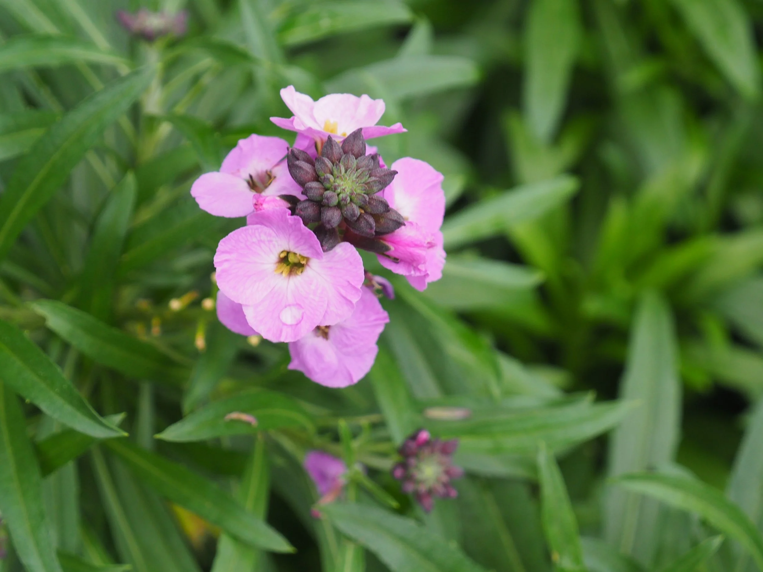 How to Save the World By Growing Flowers