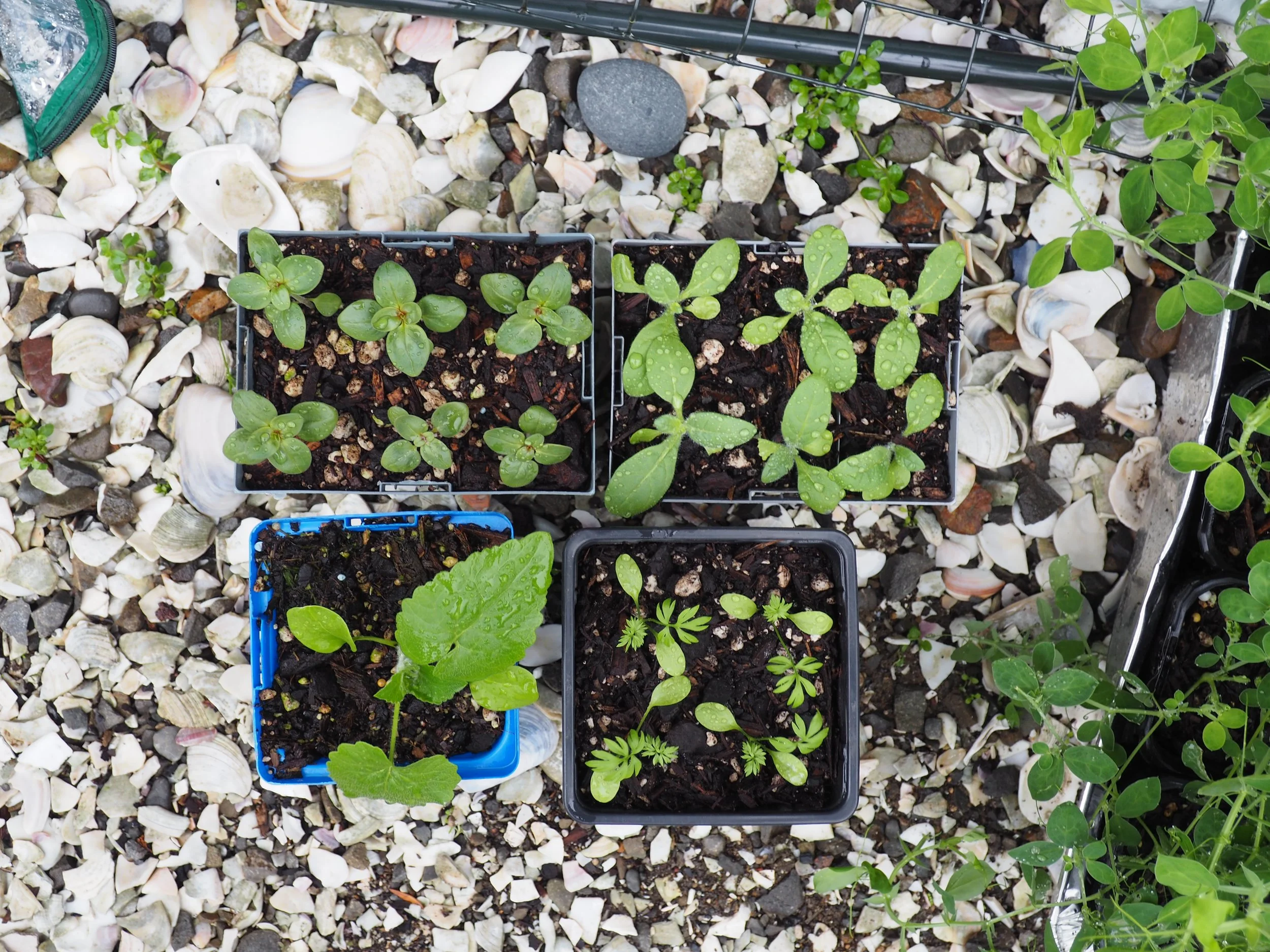 The Personality of Plants