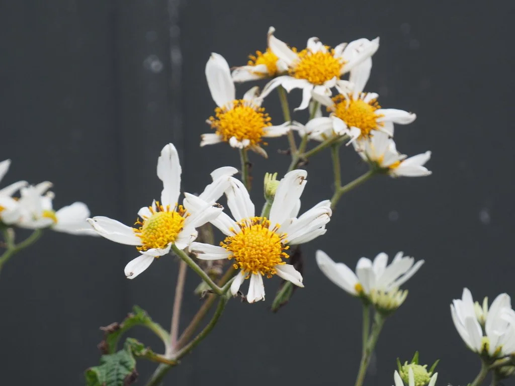 Winter Flowers