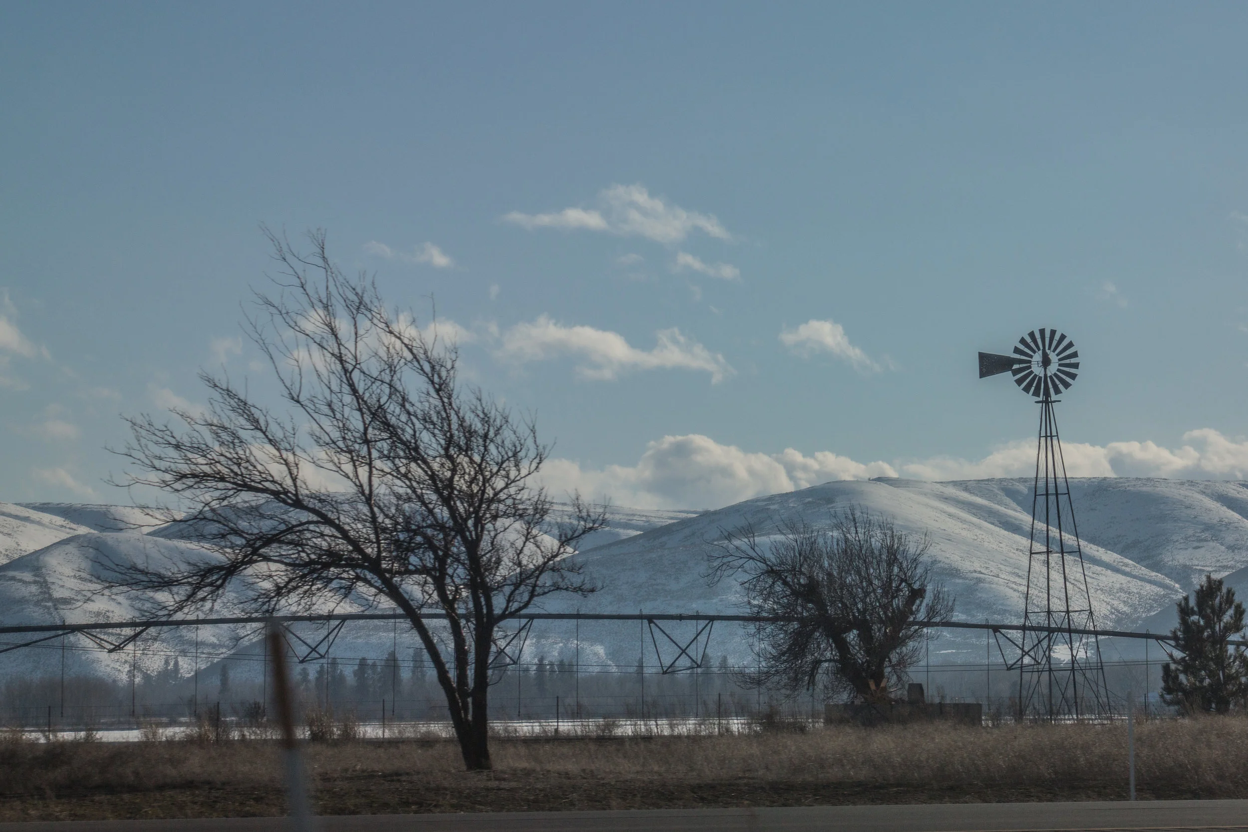 A common sight on the road to Ellensburg. Wind bent trees and weathervanes. 