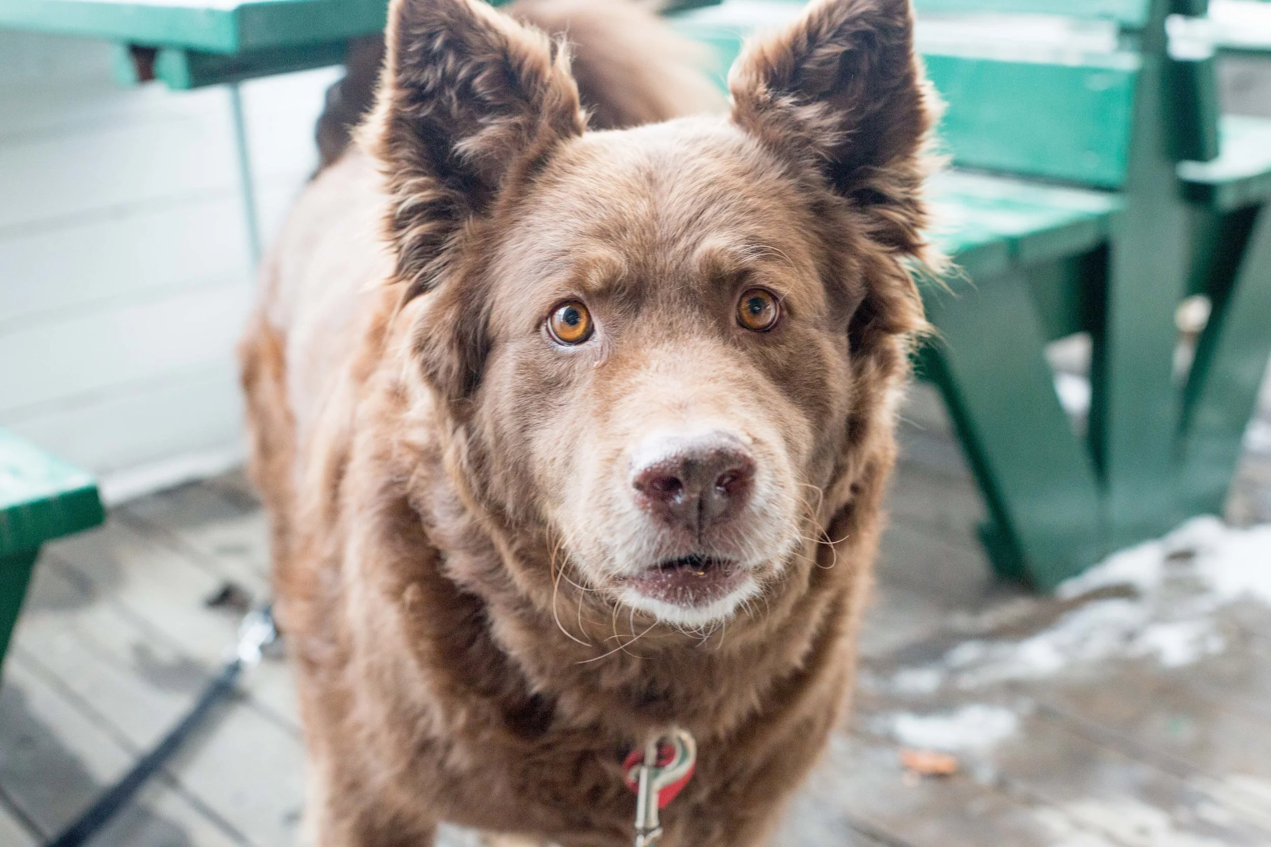 This is a genuine Canadian dog. Wildlife, yo. 