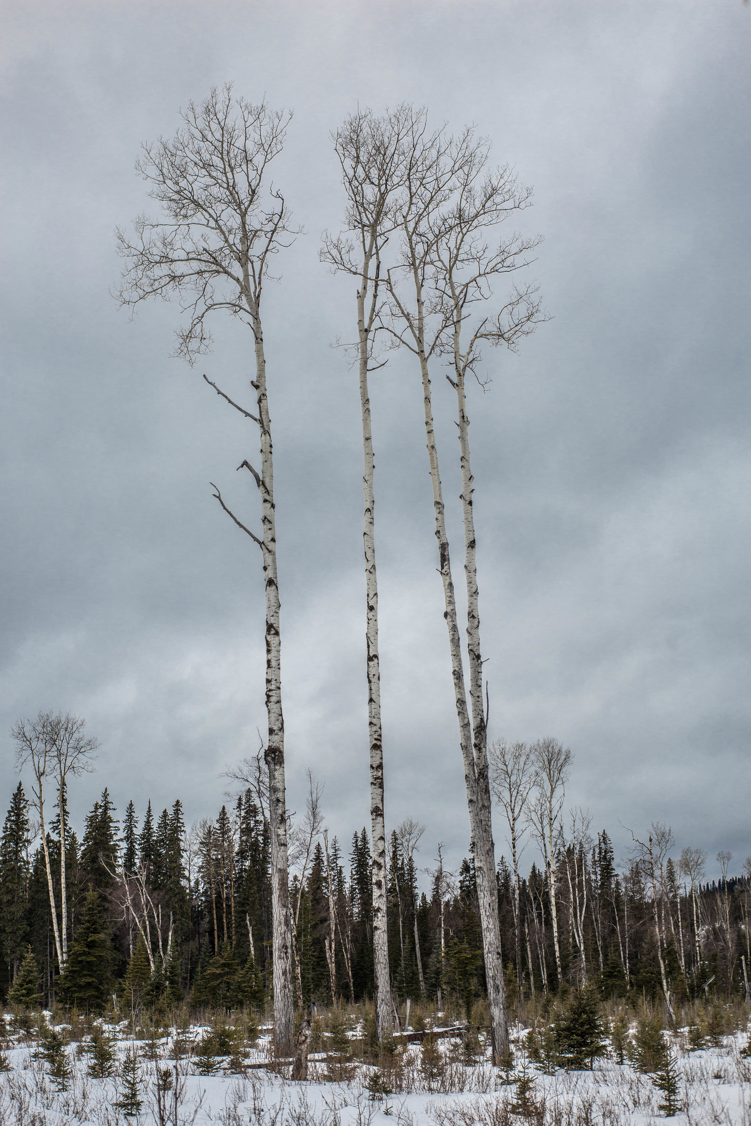  I got a tiny bit obsessed with these trees. 