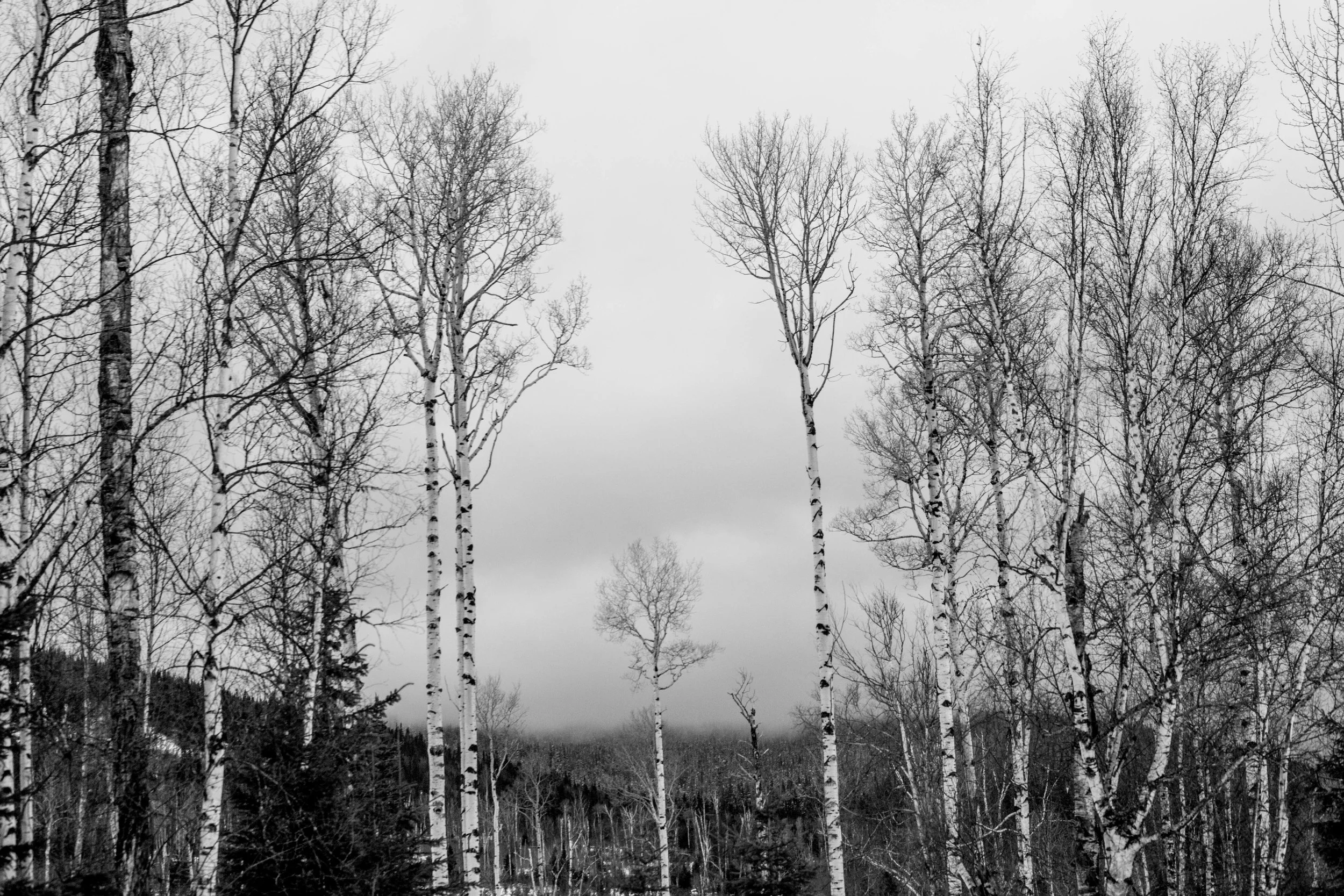  Just couldn't stop photographing these trees! 