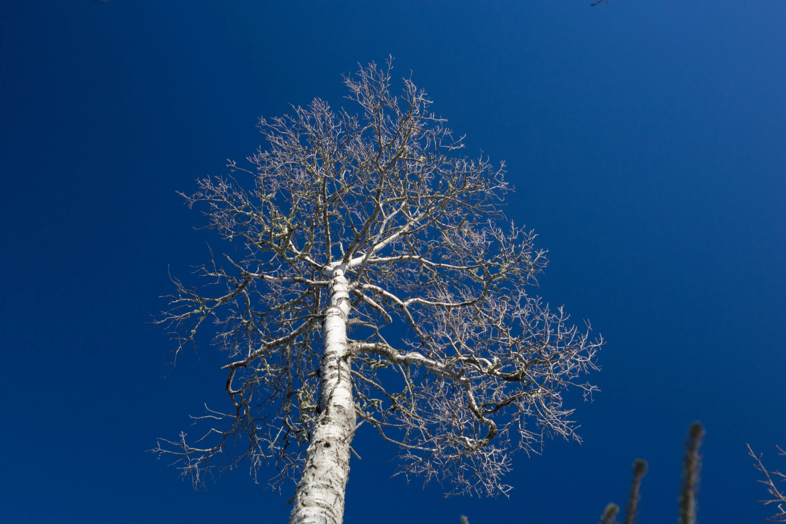  and a birch tree top... 
