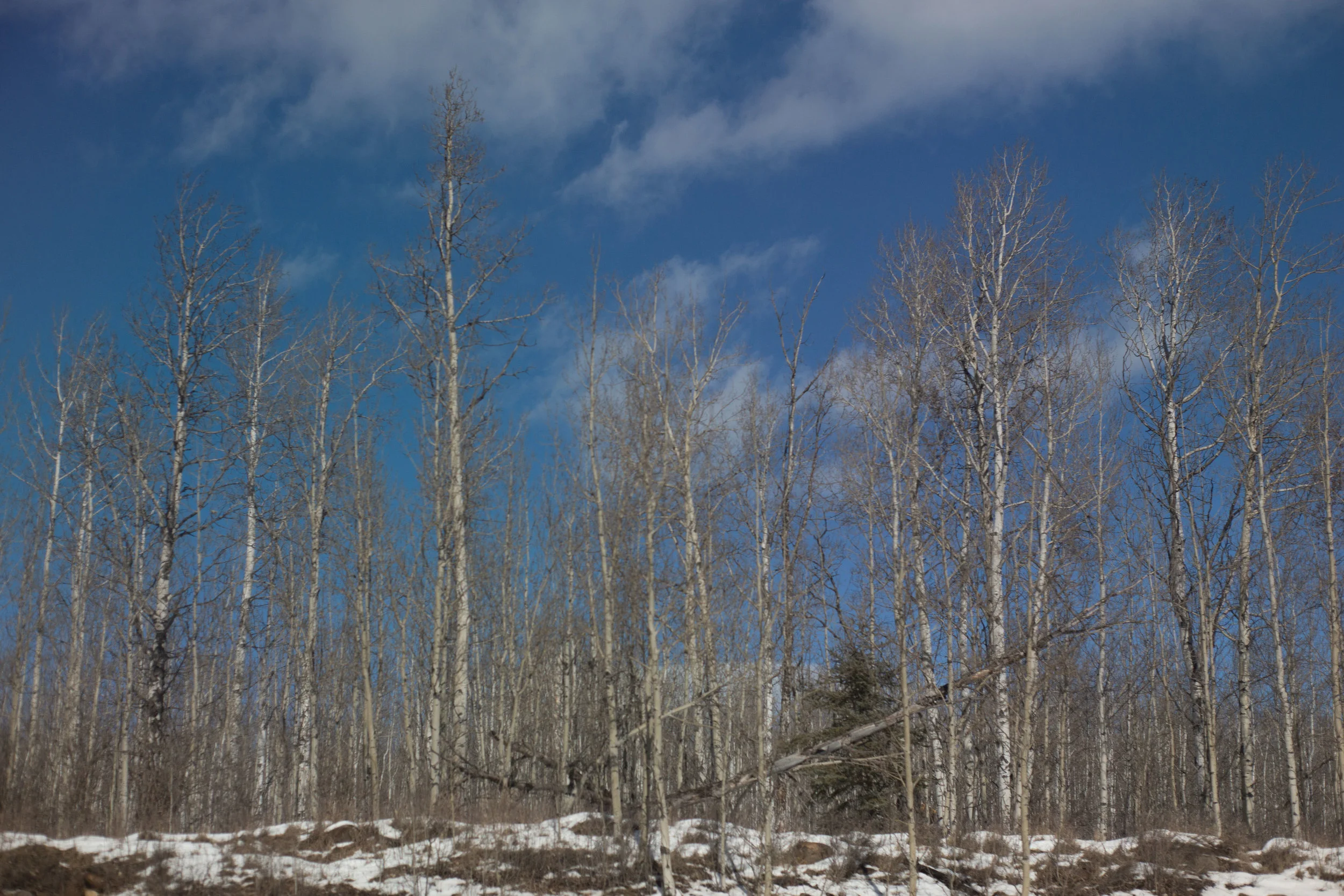  yep, more birch trees. 
