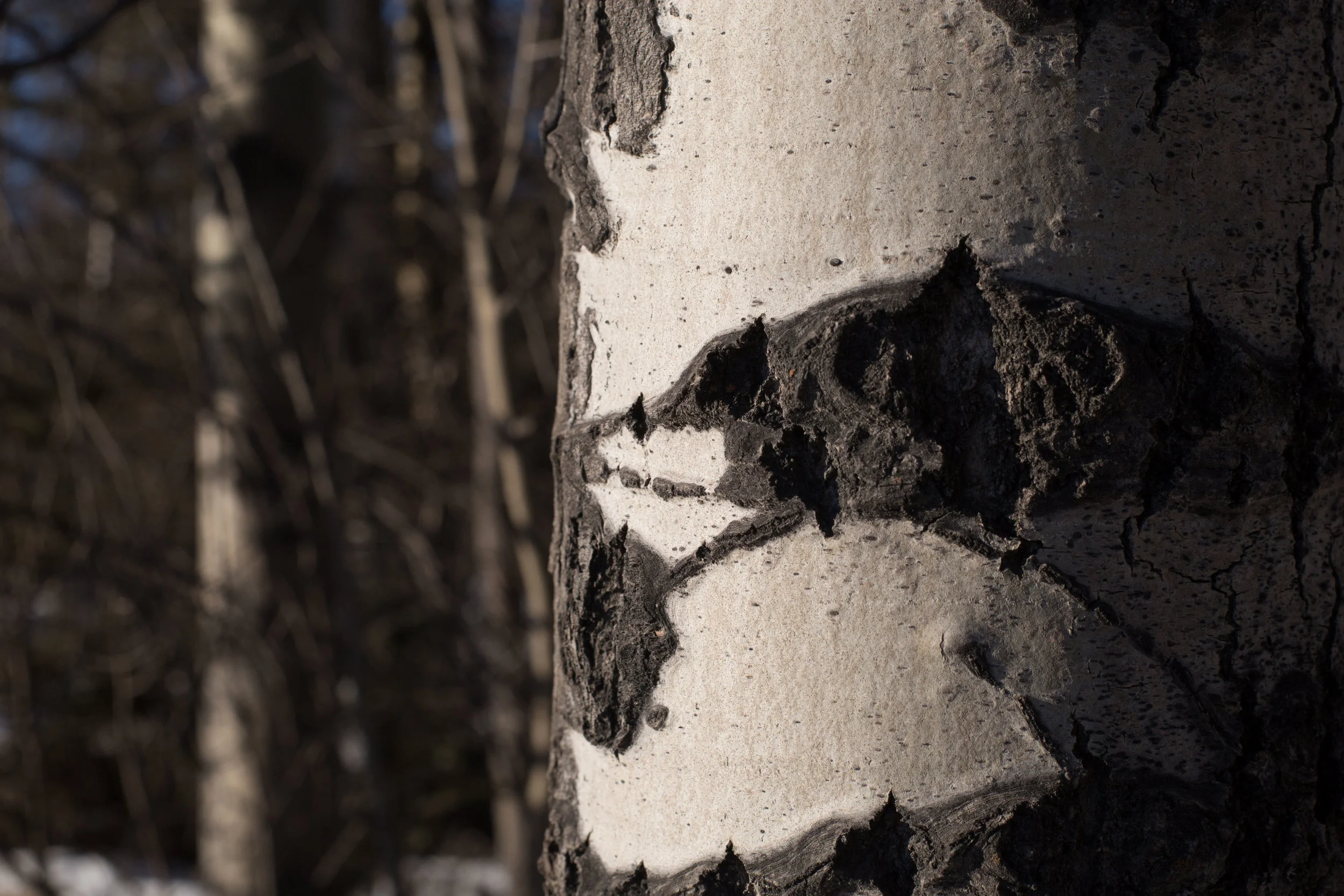  and a birch trunk detail! 