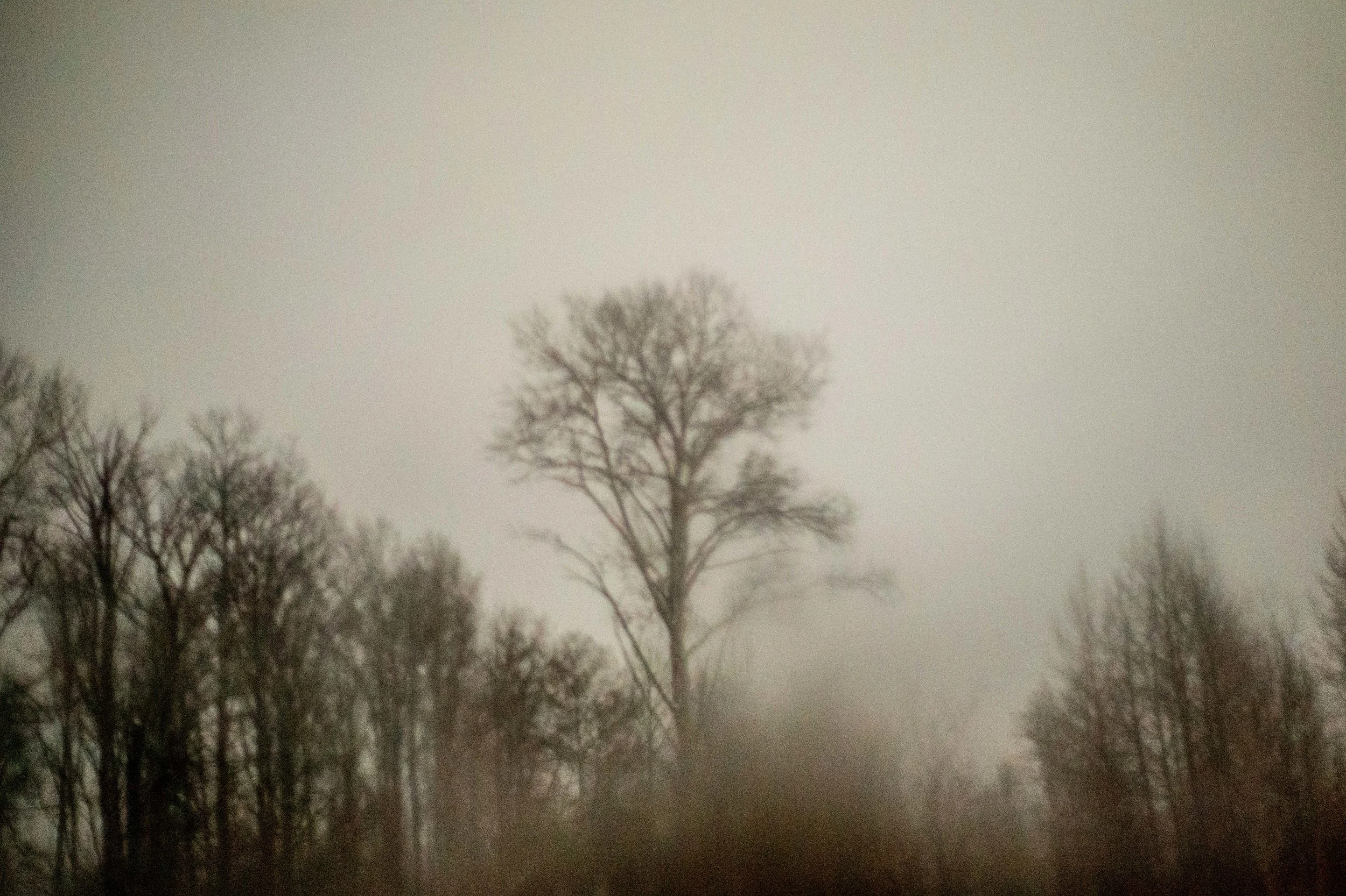  Oh how I love the trees! 
