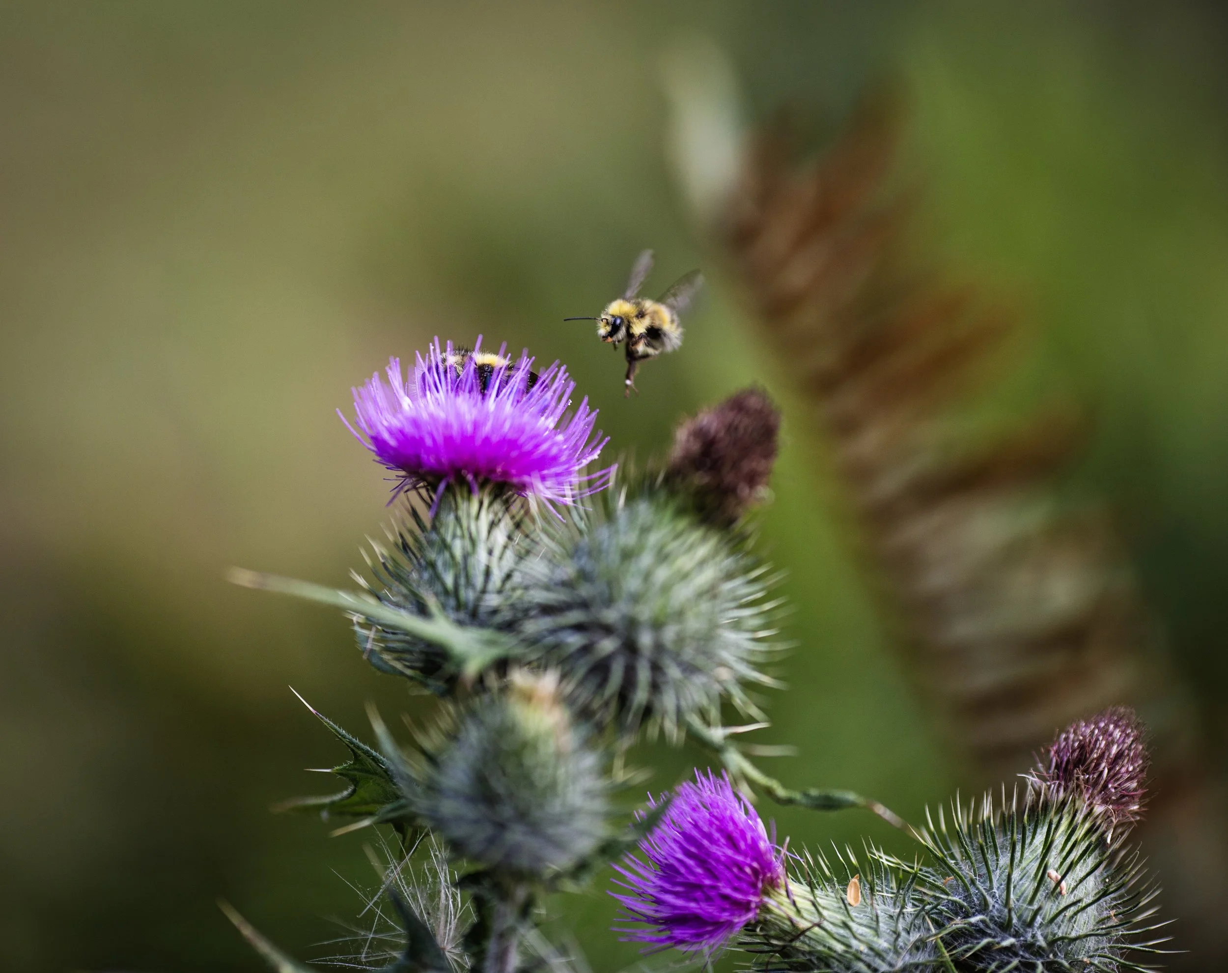 me and the bees.jpeg