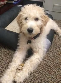 River Rentz River’s passion is hanging with her friends at Read-Write. She especially likes sitting on the blue chairs and getting lots of happy hugs. River's favorite thing about Read-Write is helping students not be anxious about reading. She also enjoys getting treats when she learns new tricks!! When she's not working at the Read-Write office, River loves watching pelicans dive in Mobile Bay and playing on the pier.