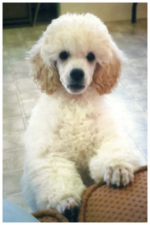 Baby Nicky