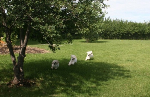 the first lap around the yard