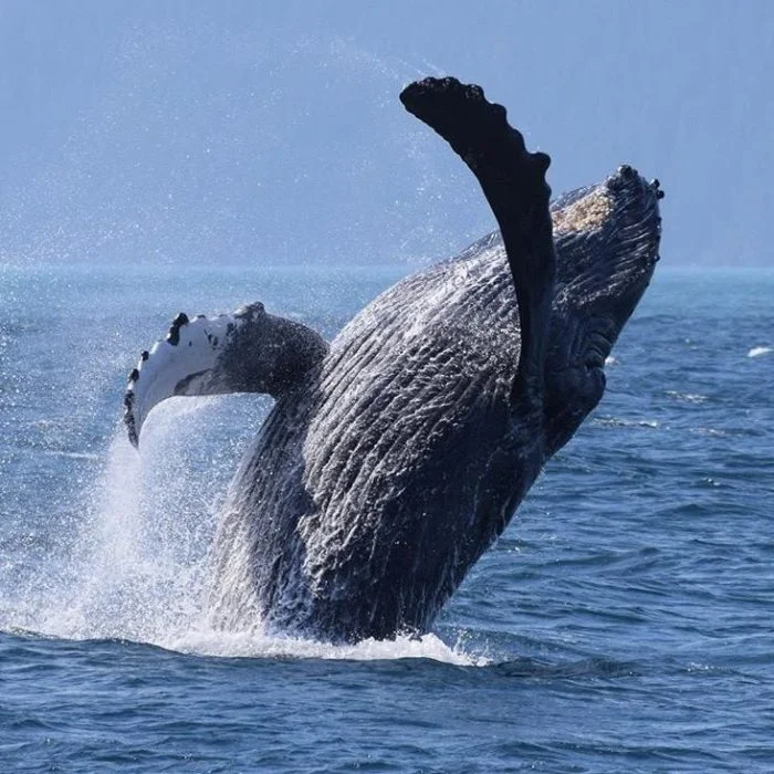 whale watch 2.jpg