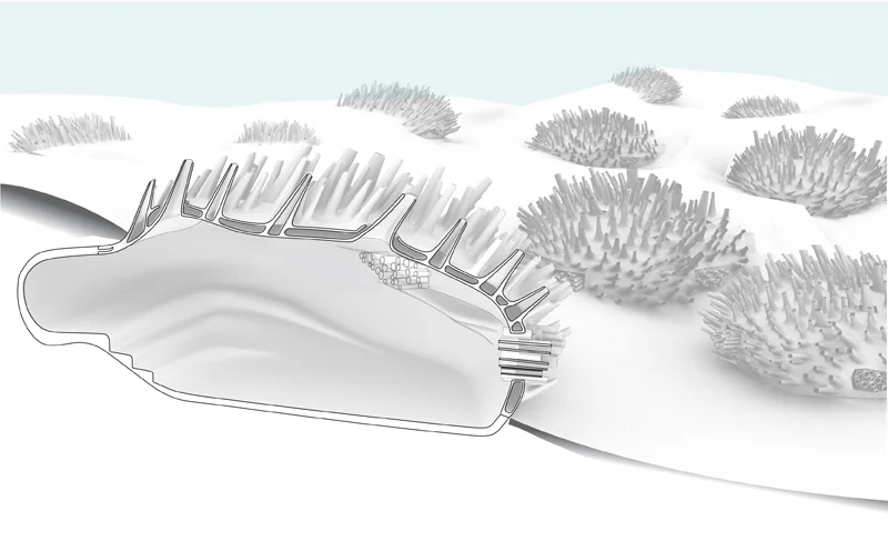 27_composite-section-rendering-04.jpg