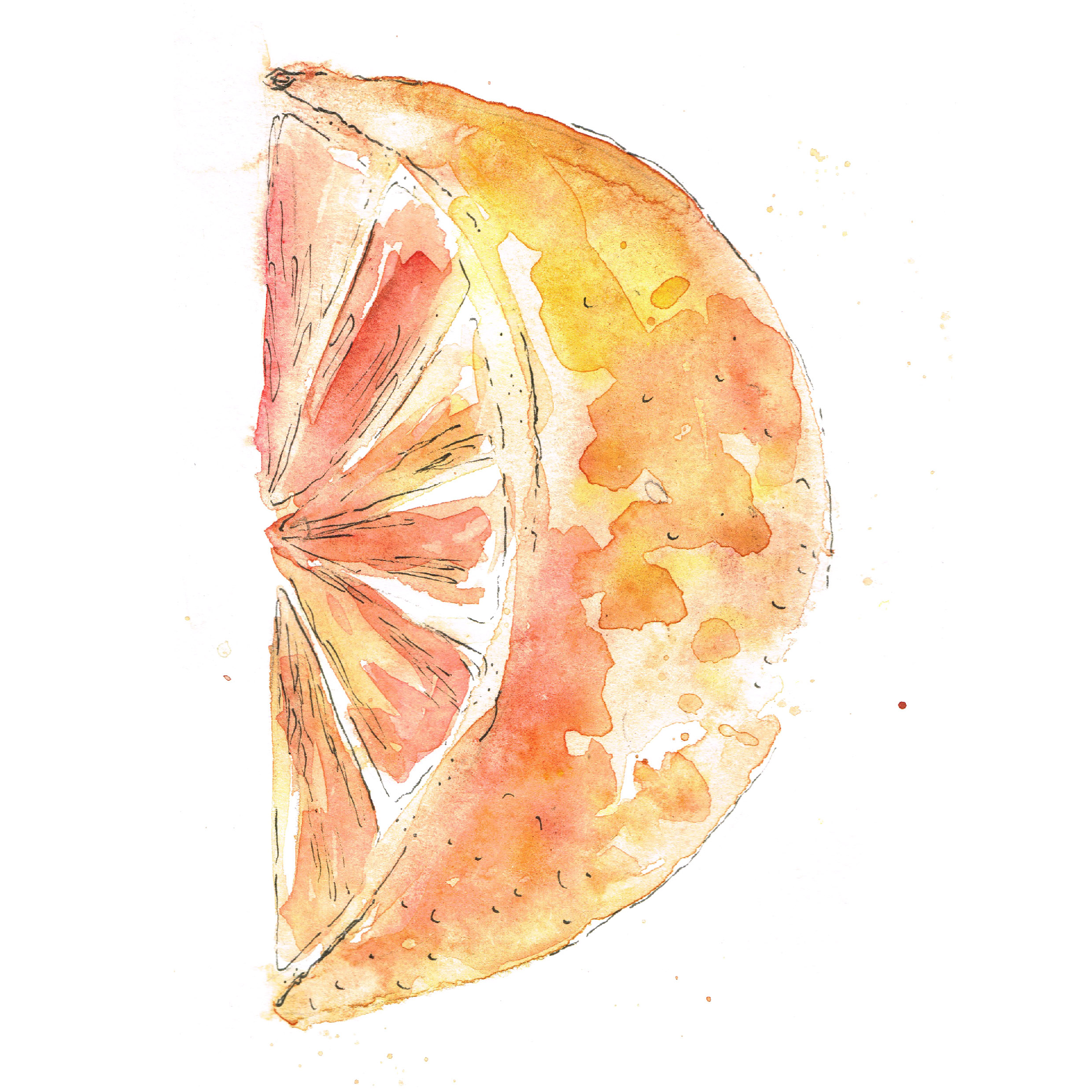 D for Delicious Blood Orange. Hand Illustration, Gouache and Ink.