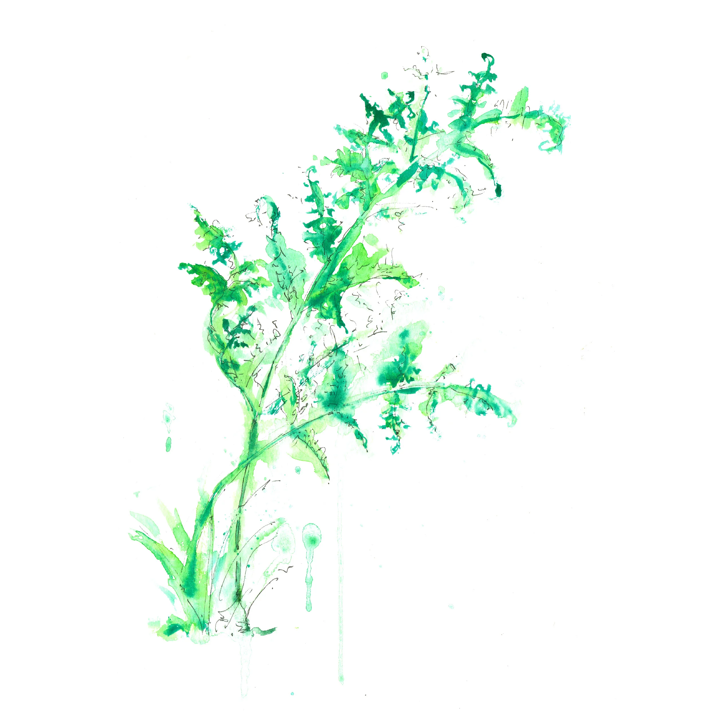 F for Ferns. Hand Illustration, Gouache and Ink.
