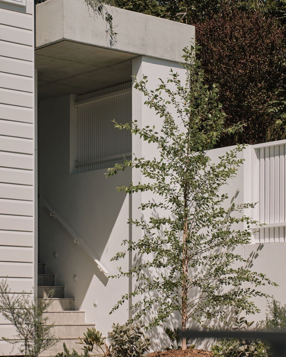 Little garden moments at Paddington. This is an image of the side entrance of the house, featuring a raised concrete garden bed and feature birch tree. Creating a lovely entry into the home 

Image @andymacpherson.studio

#queenslandsrchitecture #que