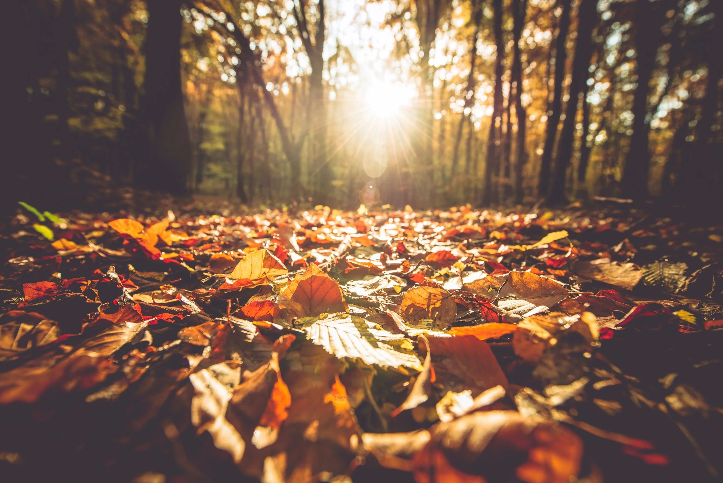Fall-ing into Healthy Habits