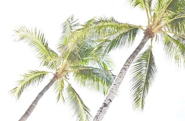 Look up beauty🌴, take time to feel the benevolence all around you ☀️#blissDesigned #lifeisbeautiful #cabolife