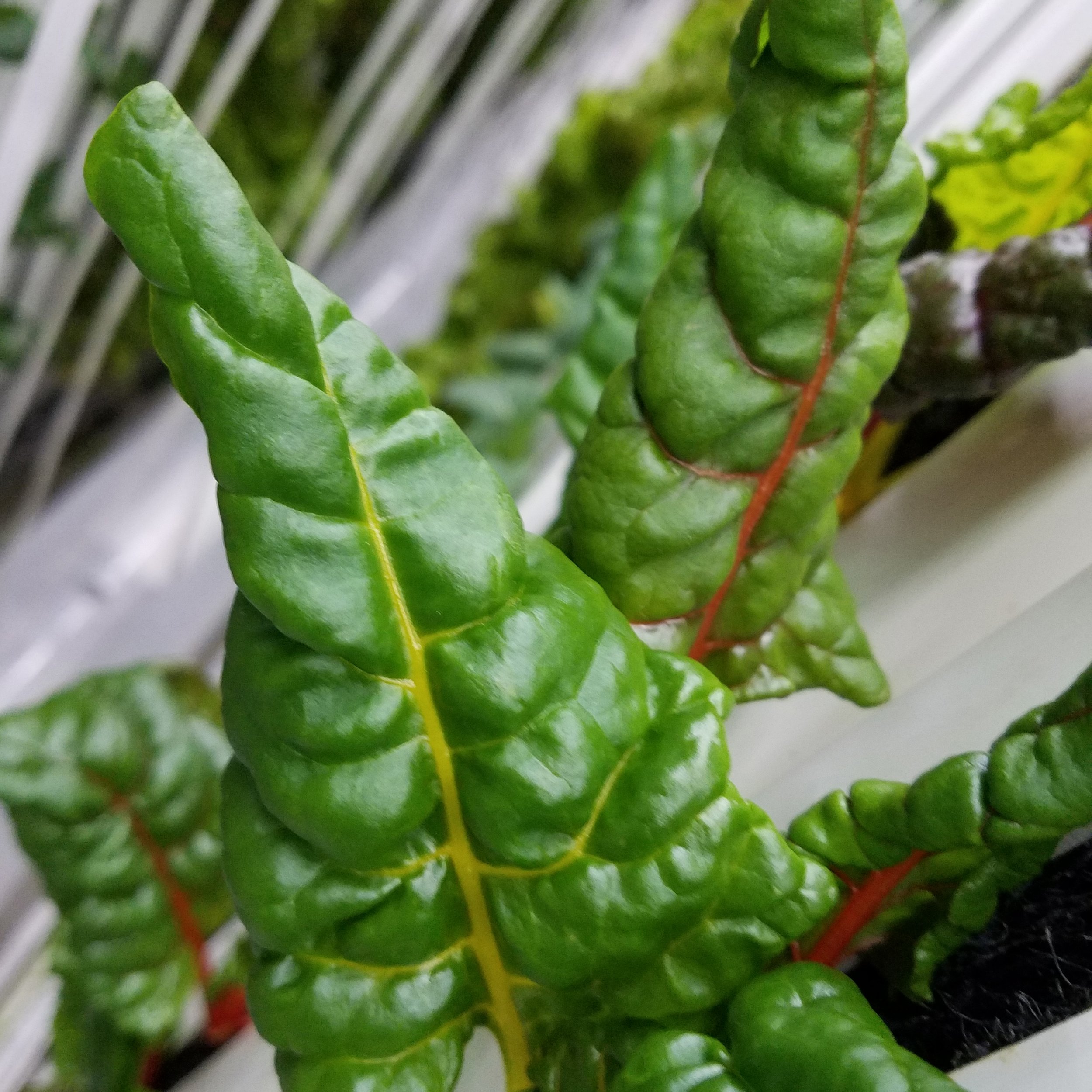 Bright Lights Swiss Chard.jpg