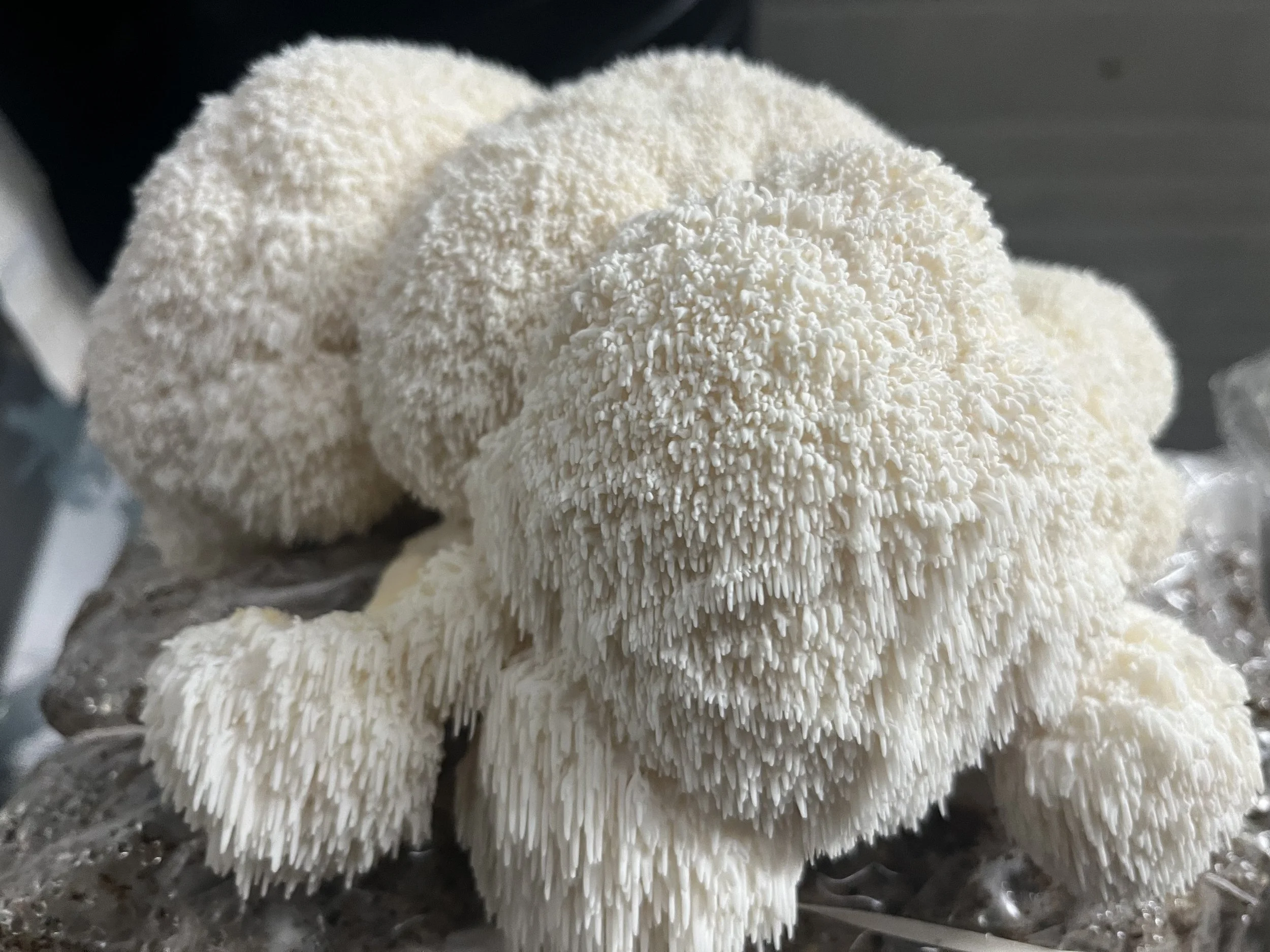Fresh Lion's Mane Mushrooms — Better Fresh Farms
