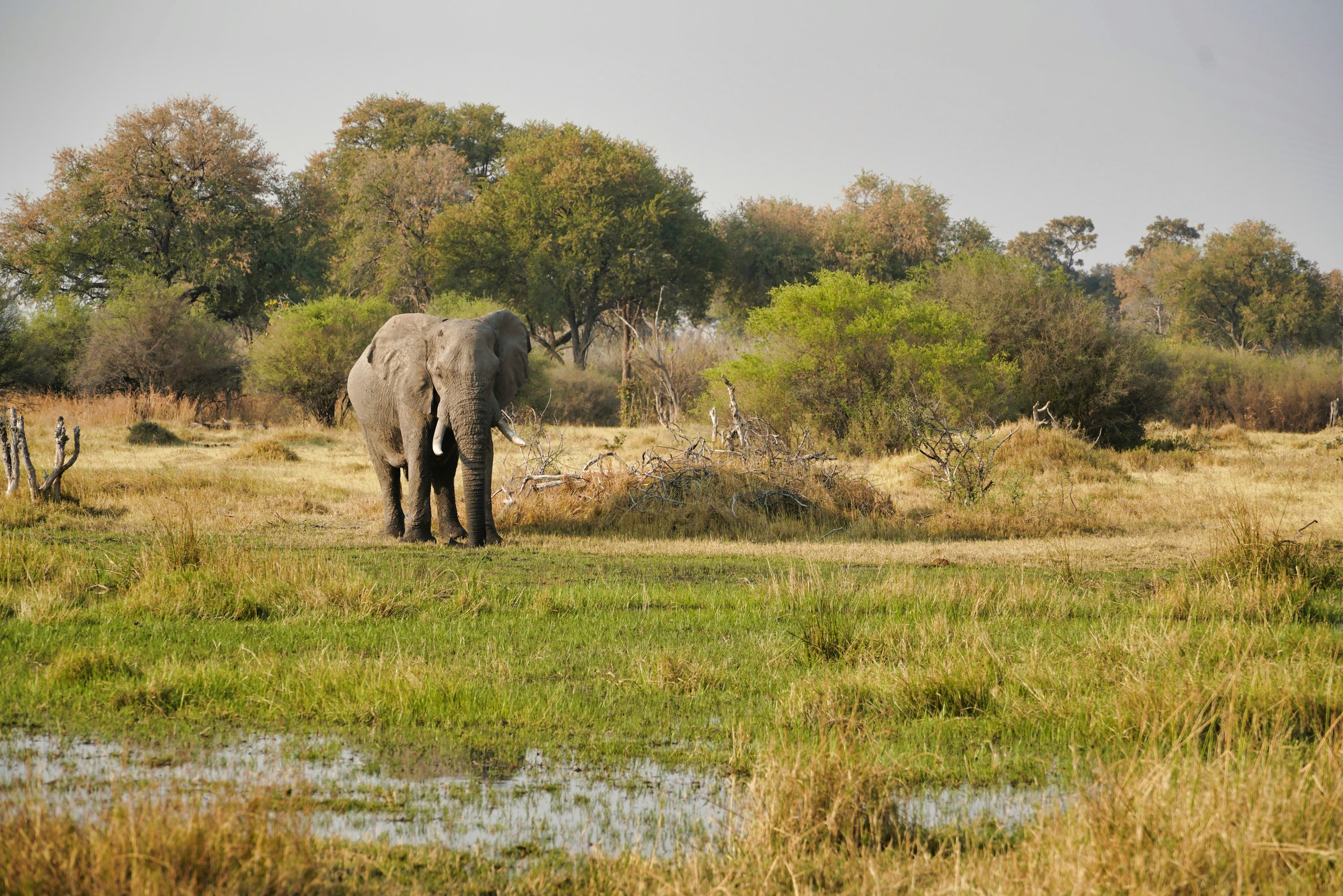 Safari