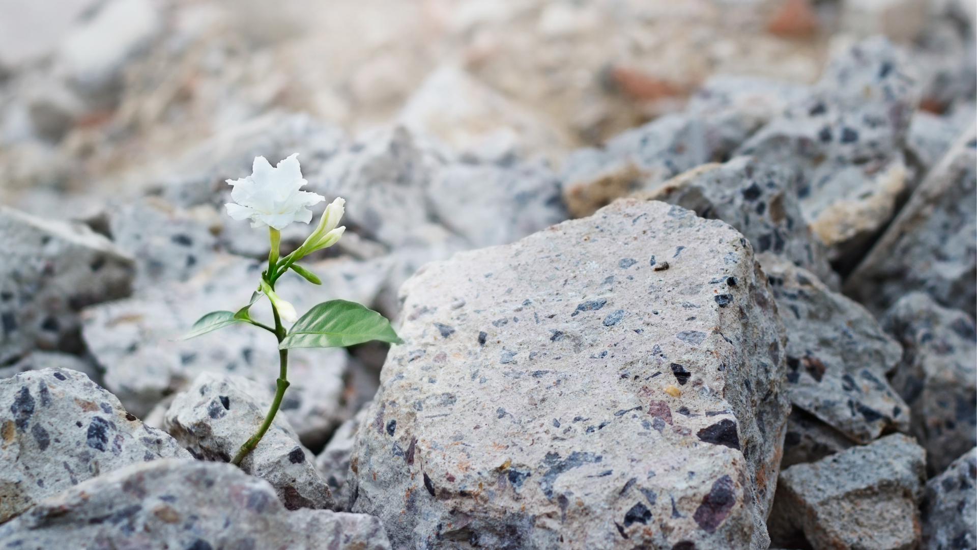 Ruth Sermon Series Image.png