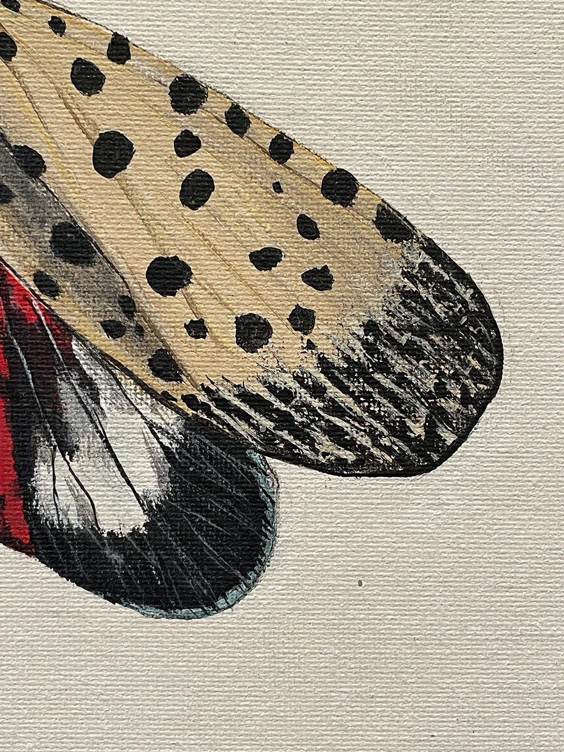 lanternfly_wing.jpg