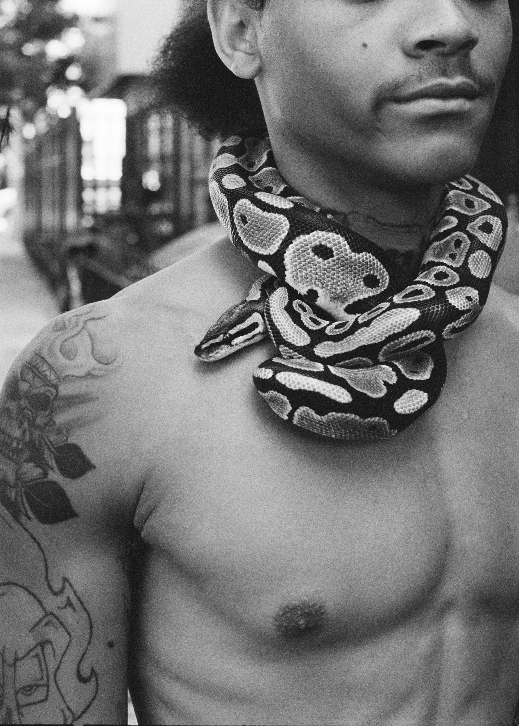 Snake NeighborJPG.JPG