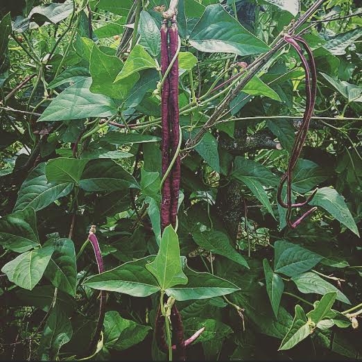 Chinese Red Noodle Bean
