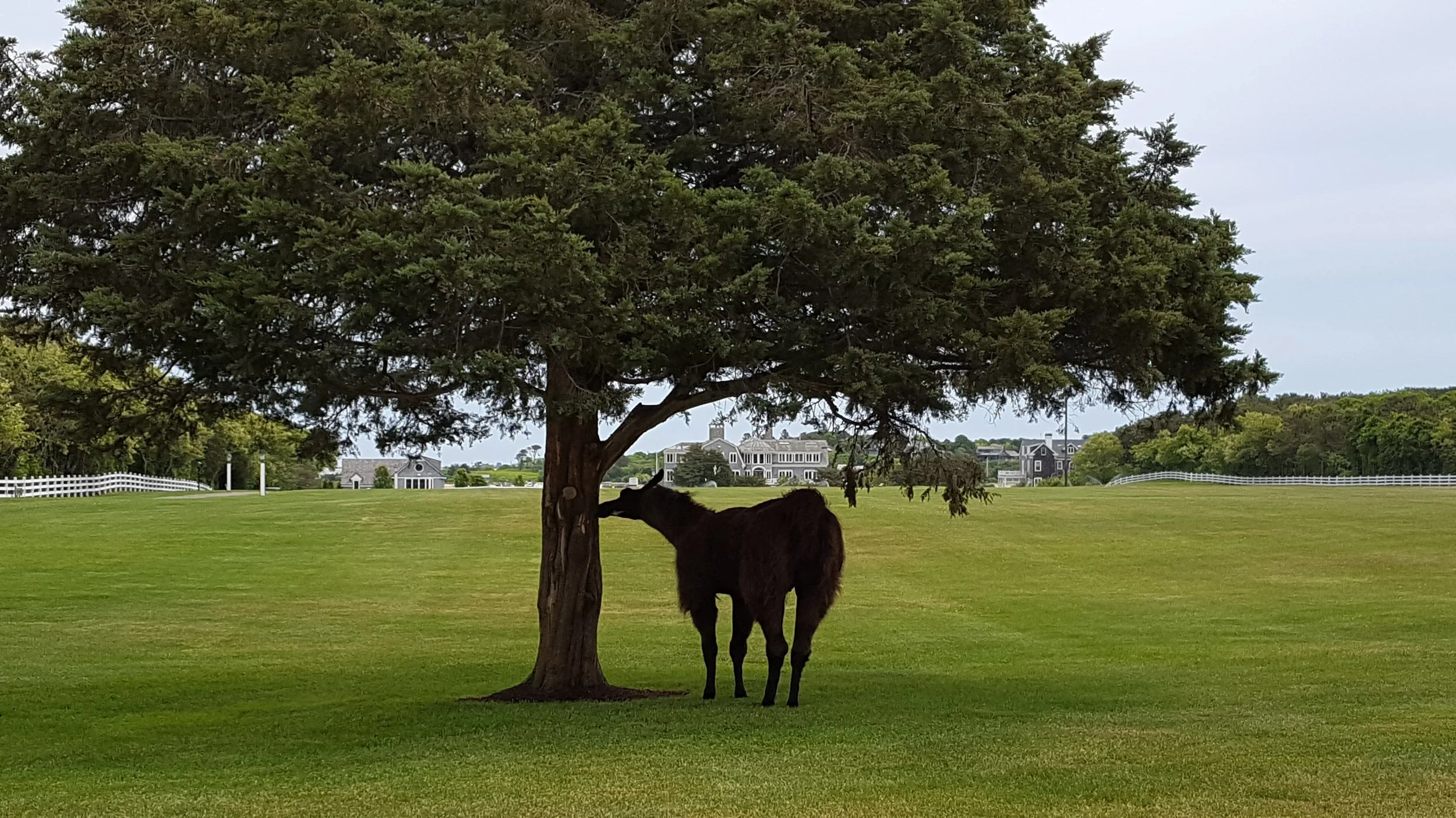 The llamas at Ernie Boch's seaside mansion