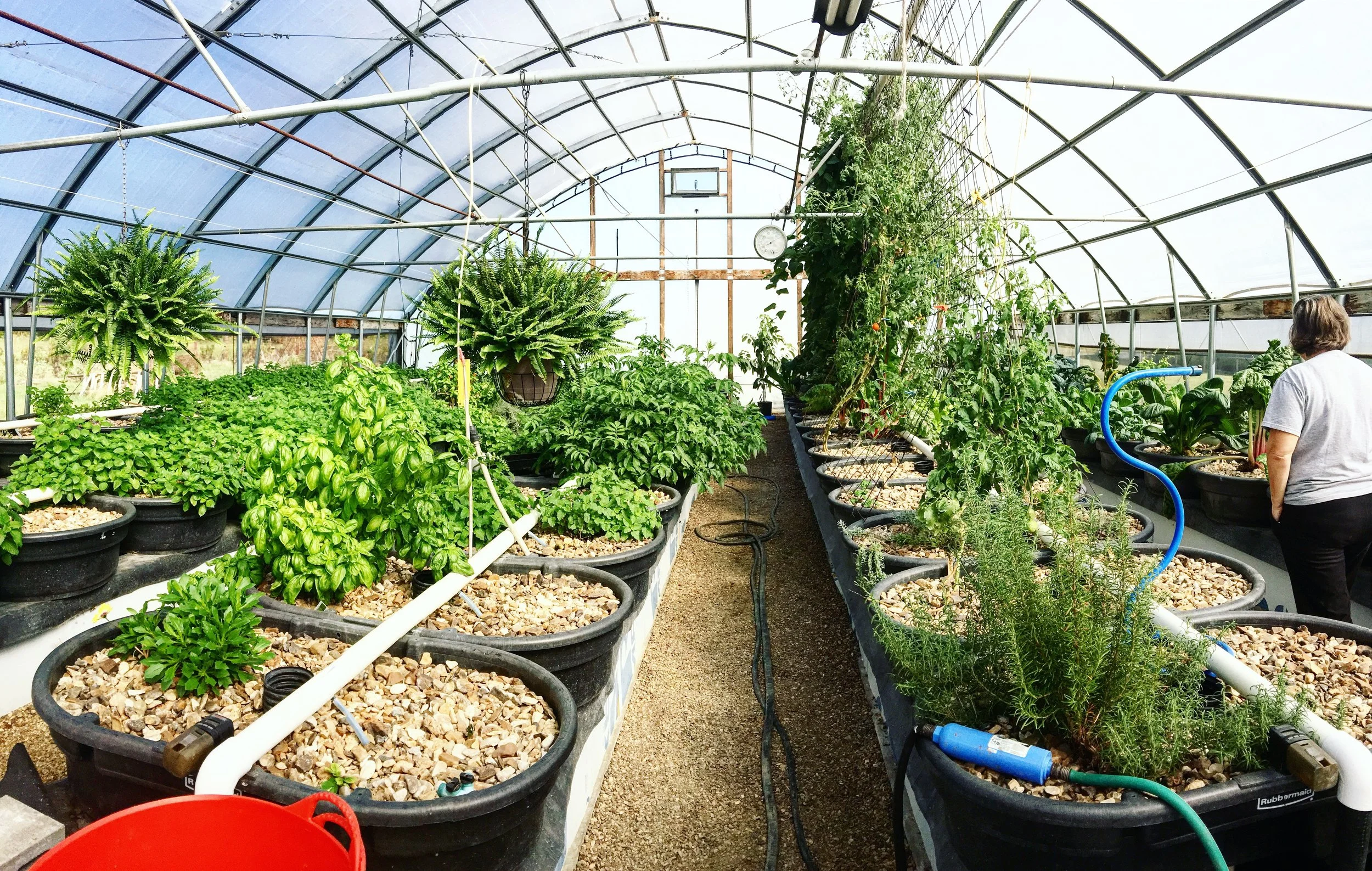 Fighting the Common Cold