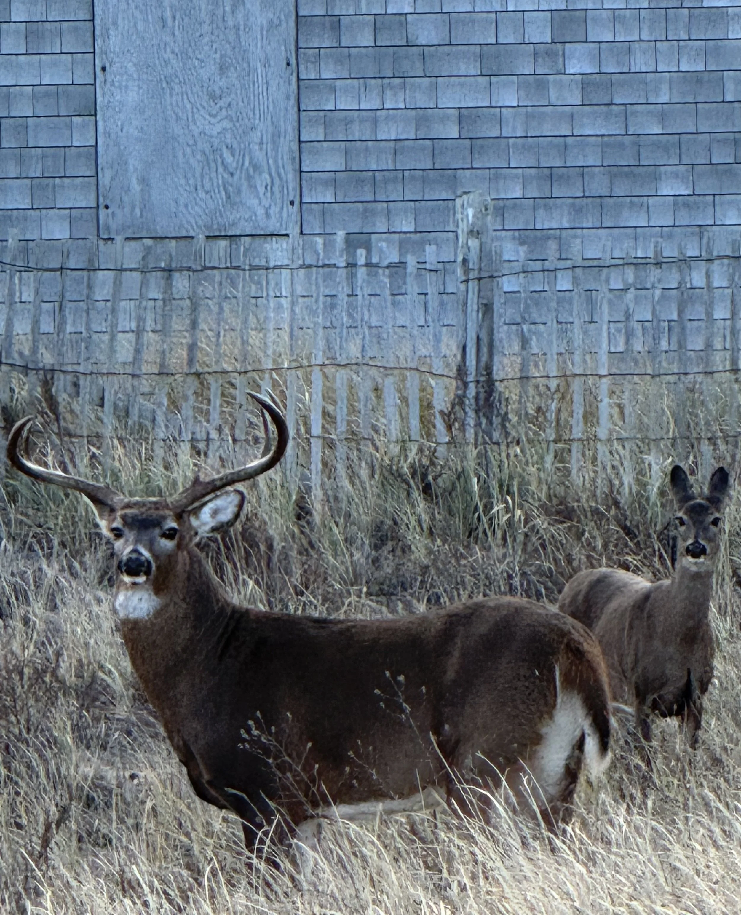 How the Body Feels about Writing Your Story